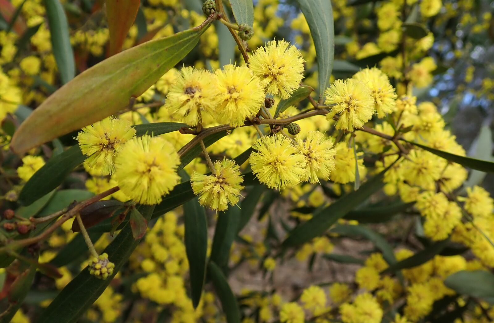 Olympus TG-5 sample photo. Flower, wattle, tree photography