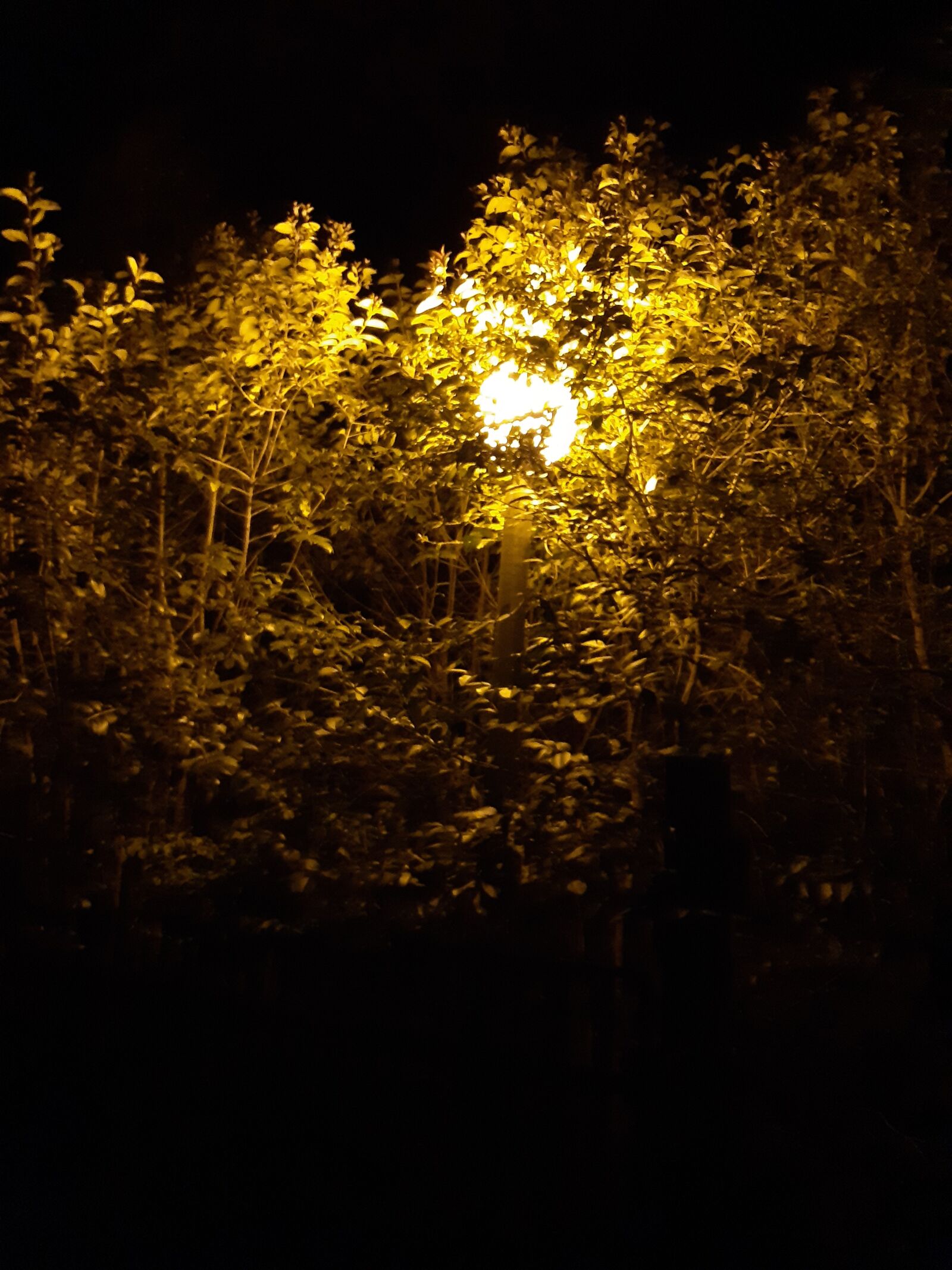 Samsung Galaxy A30 sample photo. Night, lantern, leaves photography