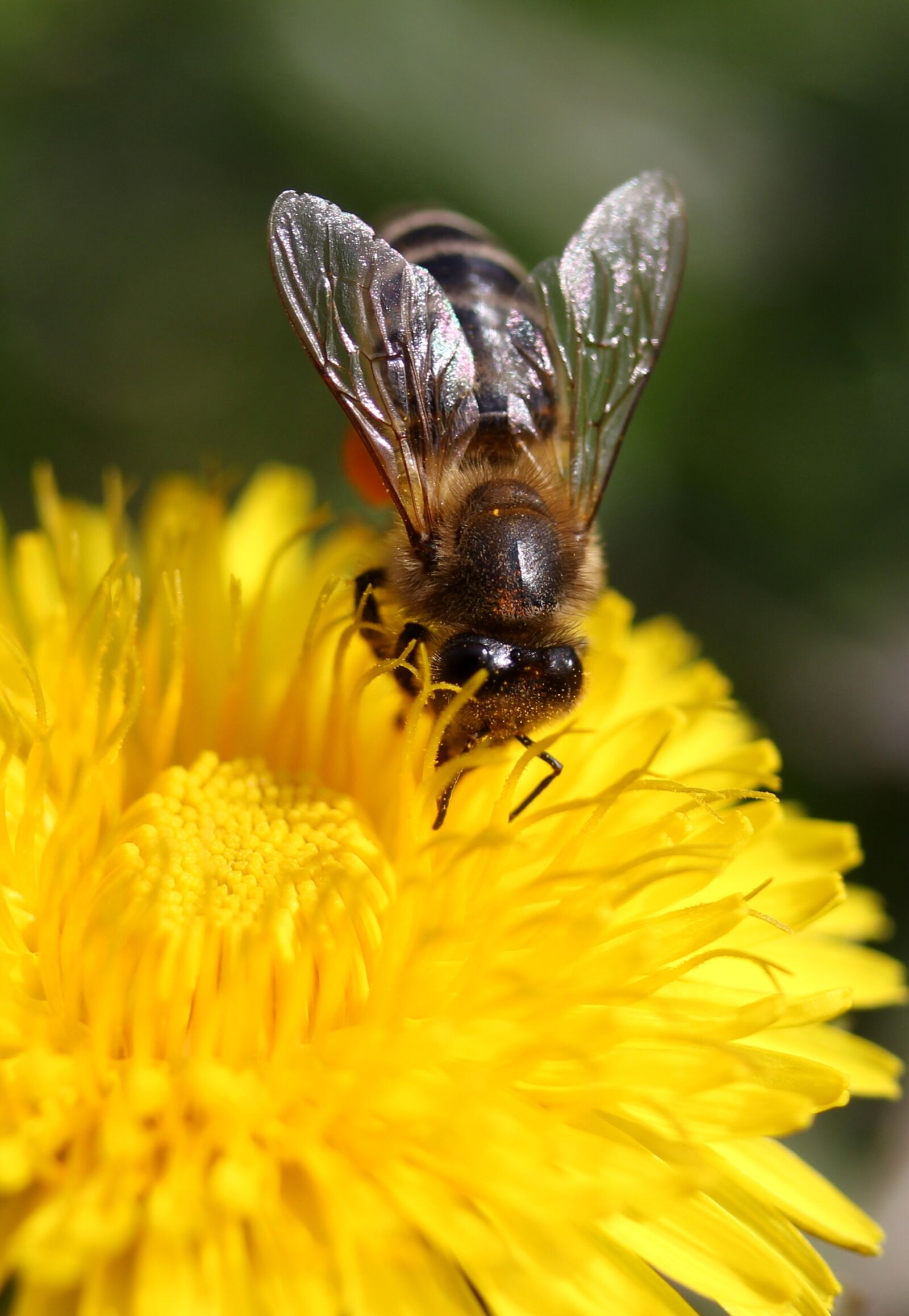 Canon EF-S 60mm F2.8 Macro USM sample photo. Dandelion, bee, yellow photography