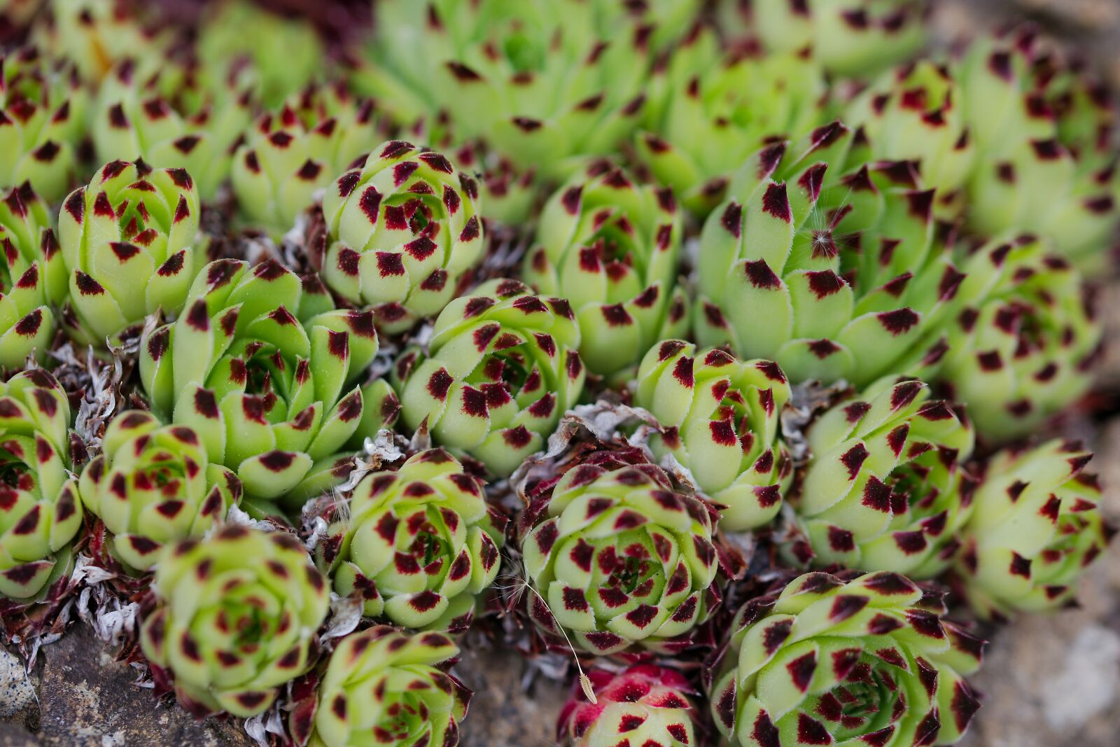 Canon EOS 6D sample photo. Food, nature, plant photography
