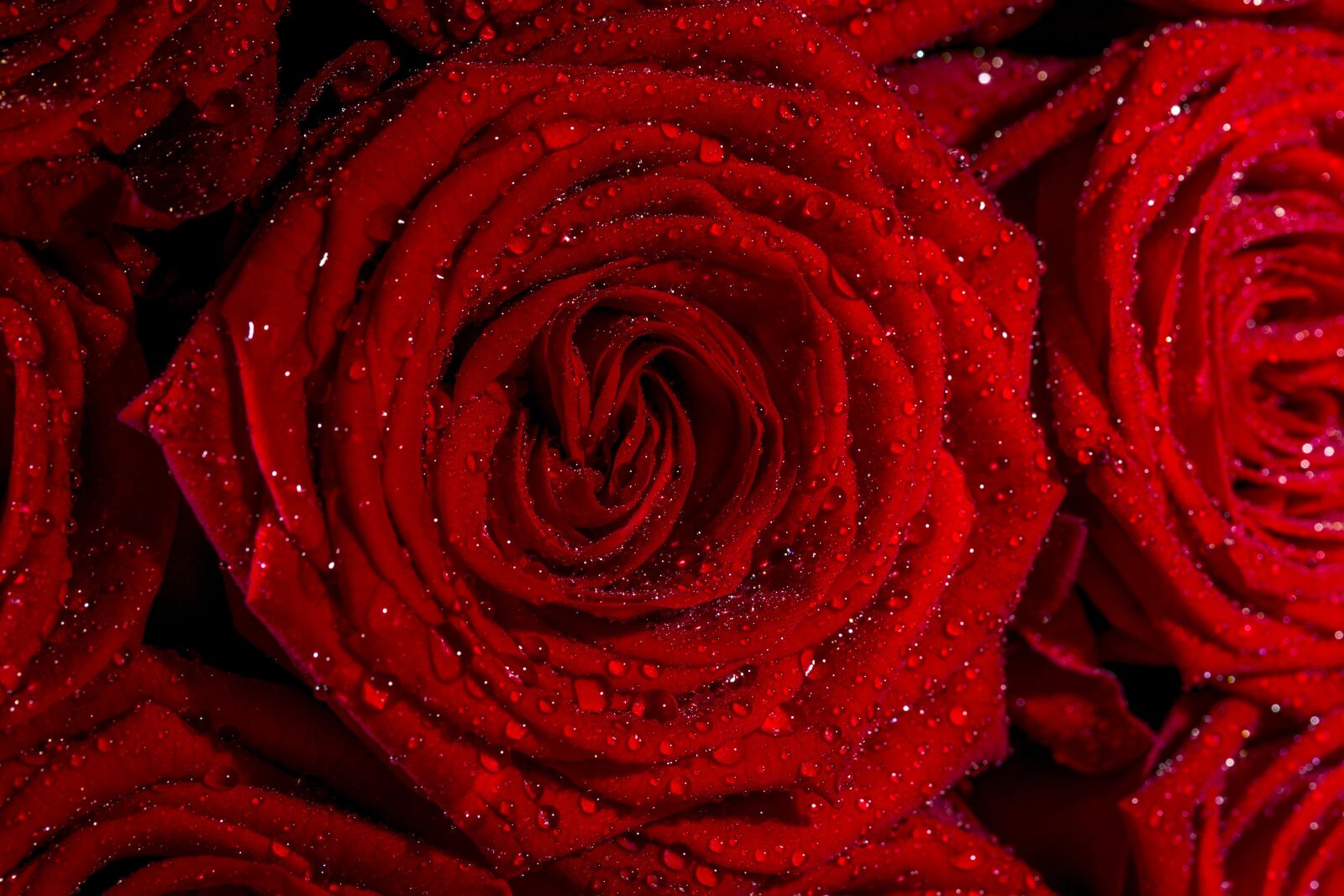 Canon EF 100mm F2.8L Macro IS USM sample photo. Roses, flowers, red photography
