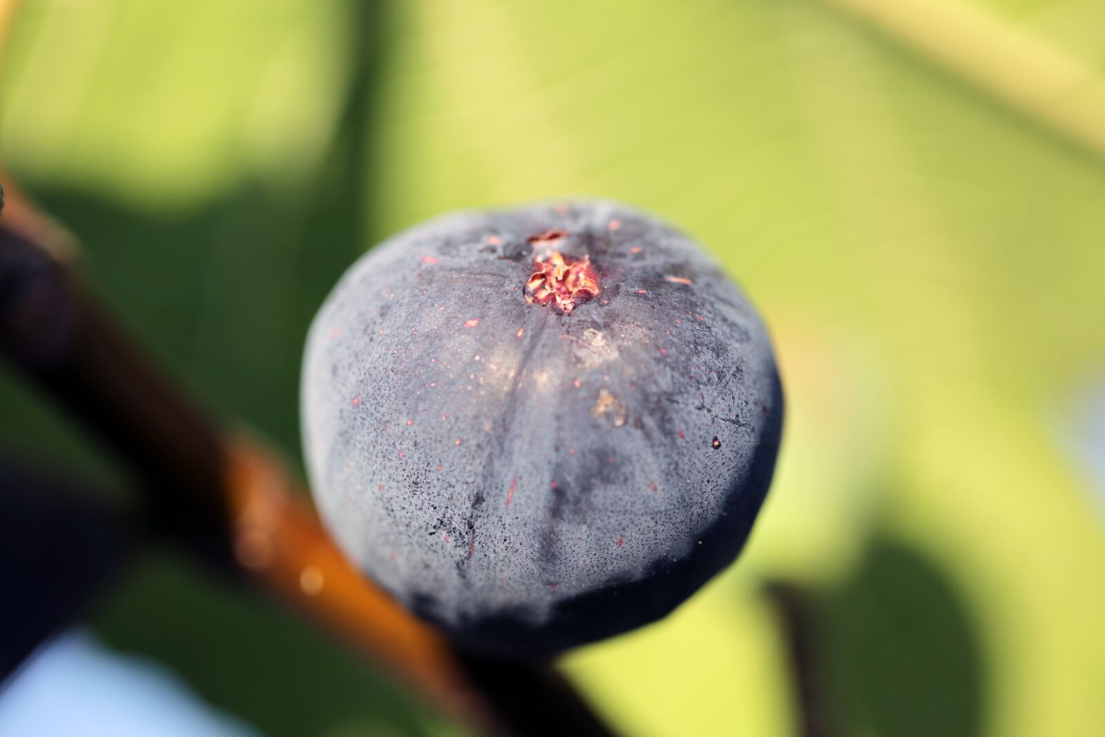 Canon EF 100mm F2.8L Macro IS USM sample photo. Fig, nature, fruit photography