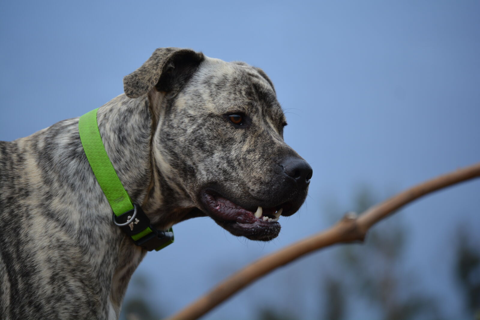 Nikon D5200 sample photo