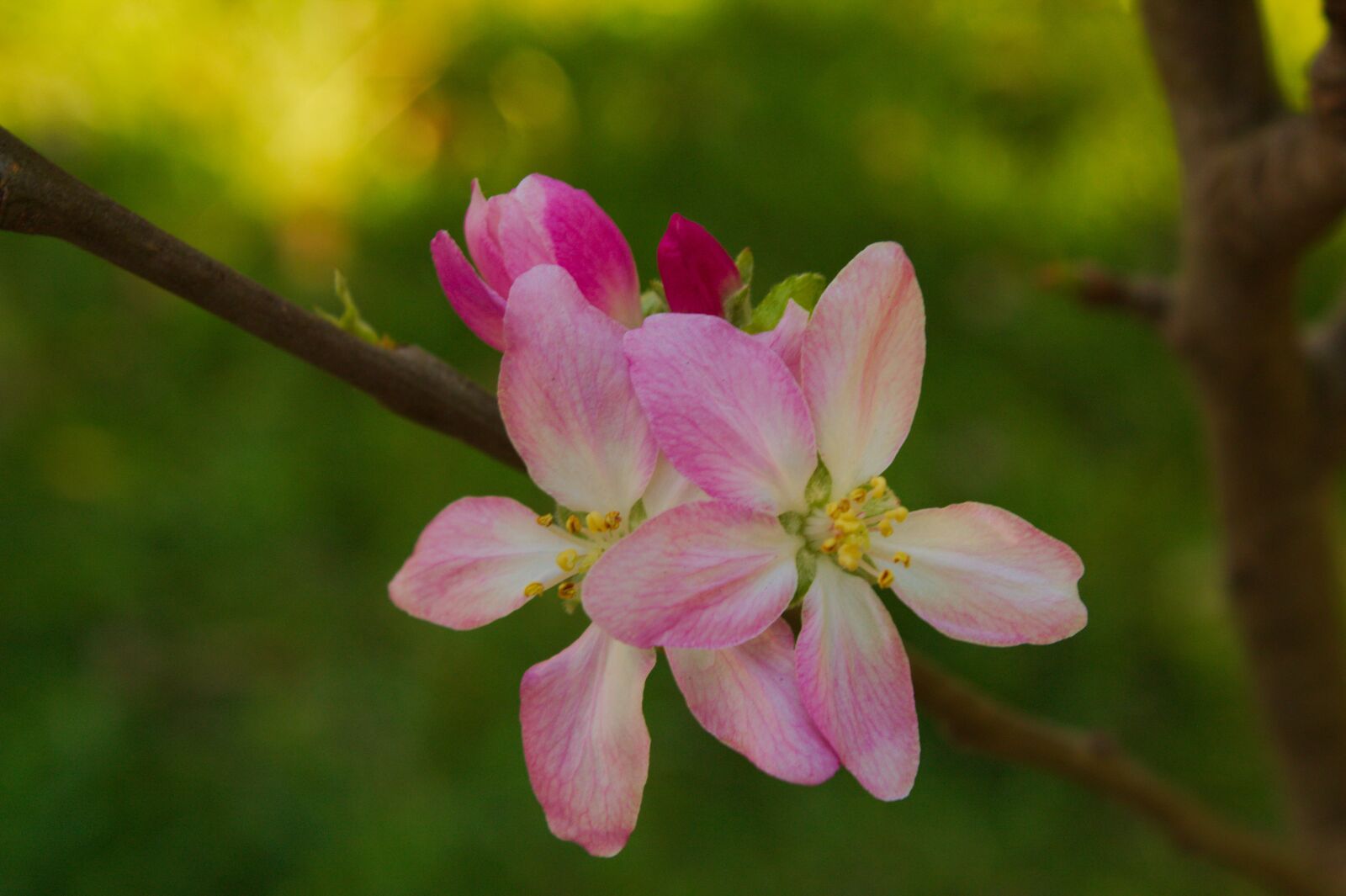 Canon EOS 1300D (EOS Rebel T6 / EOS Kiss X80) sample photo. Manzano, flowers, spring photography