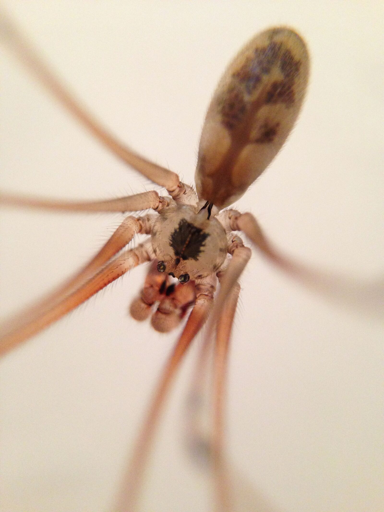 iPhone 5 back camera 4.12mm f/2.4 sample photo. Spider, macro, insect photography