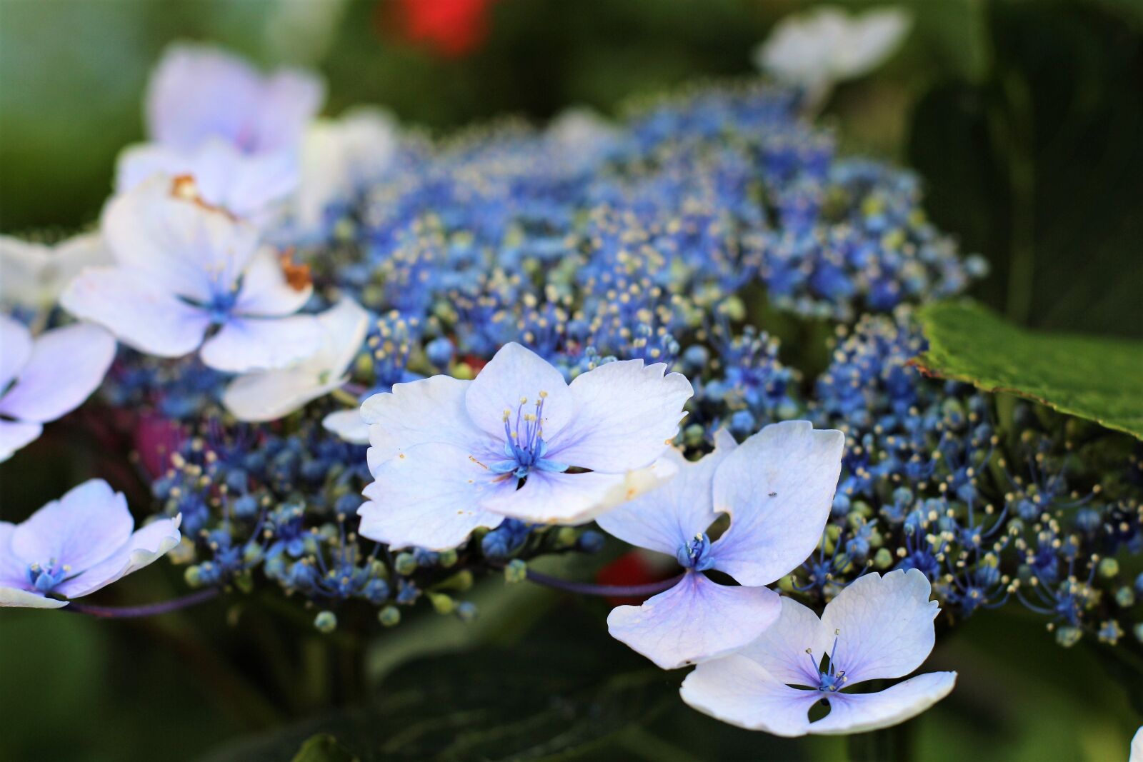 Canon EOS 700D (EOS Rebel T5i / EOS Kiss X7i) sample photo. Violet, spring, purple photography
