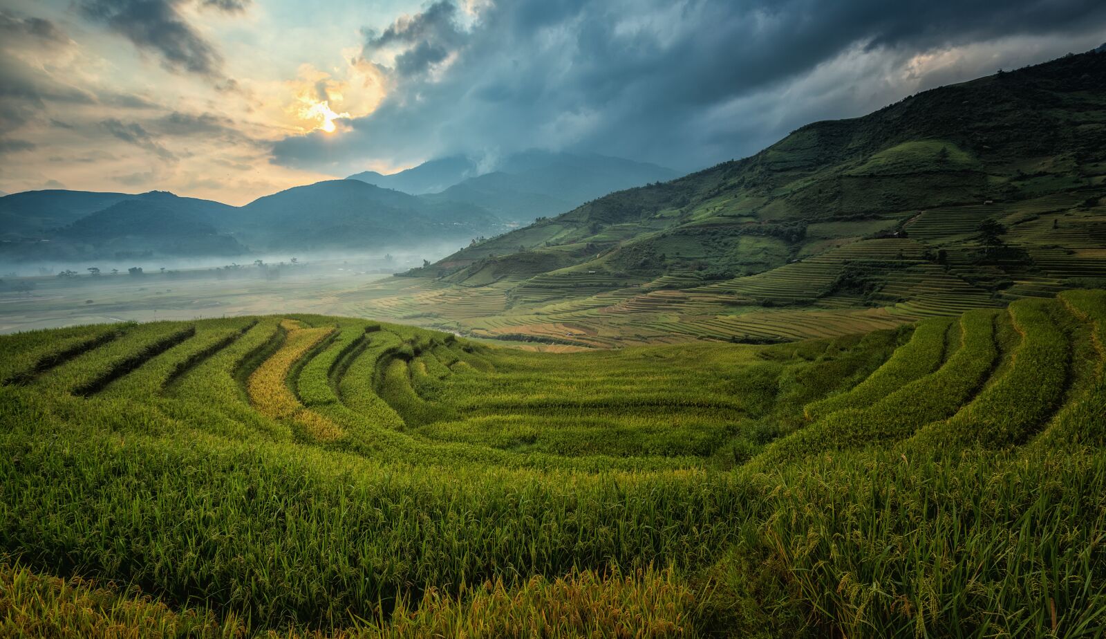 Nikon D810 sample photo. Agriculture, asia, cat photography