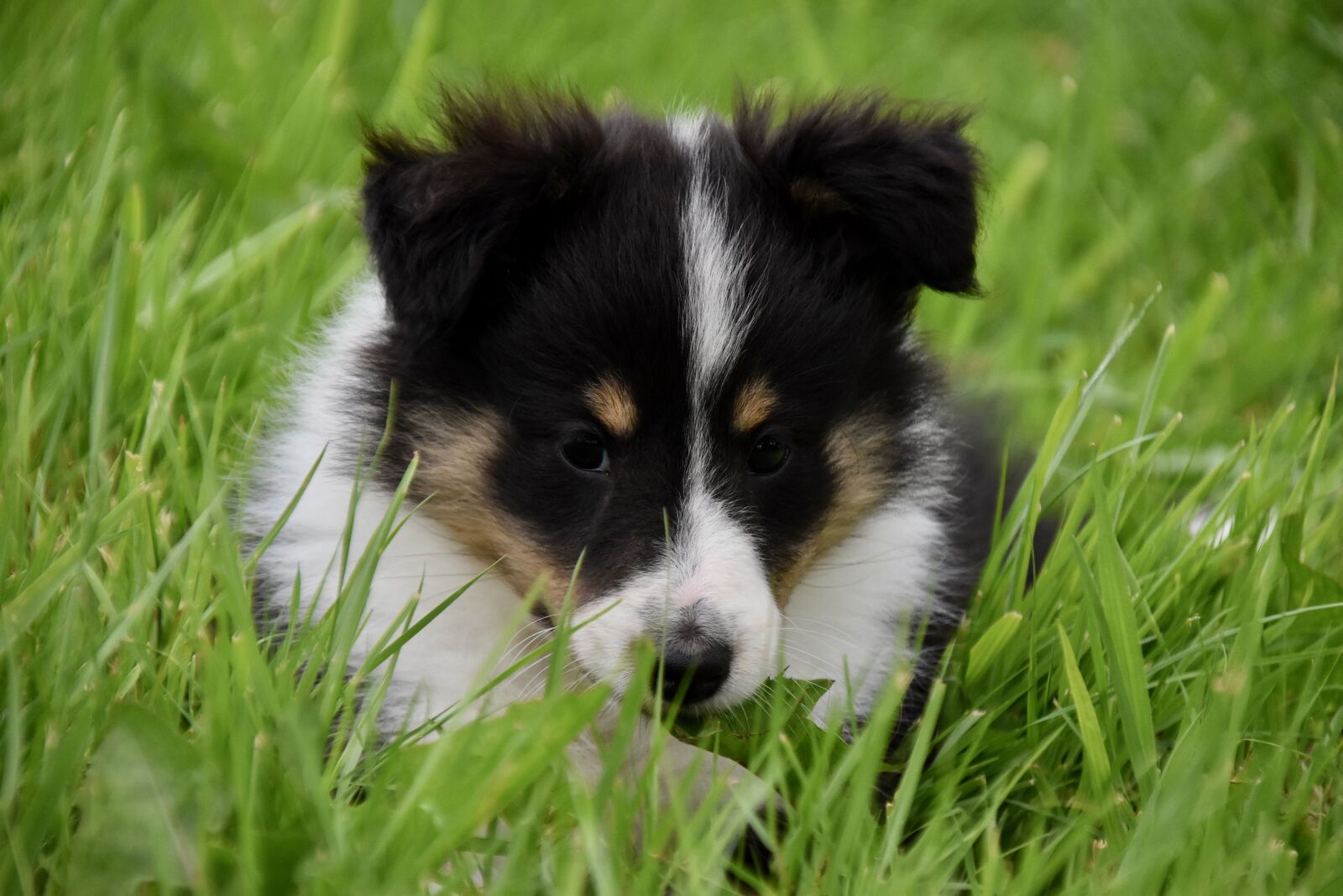Nikon D5600 sample photo. Puppy, pup, dog shetland photography