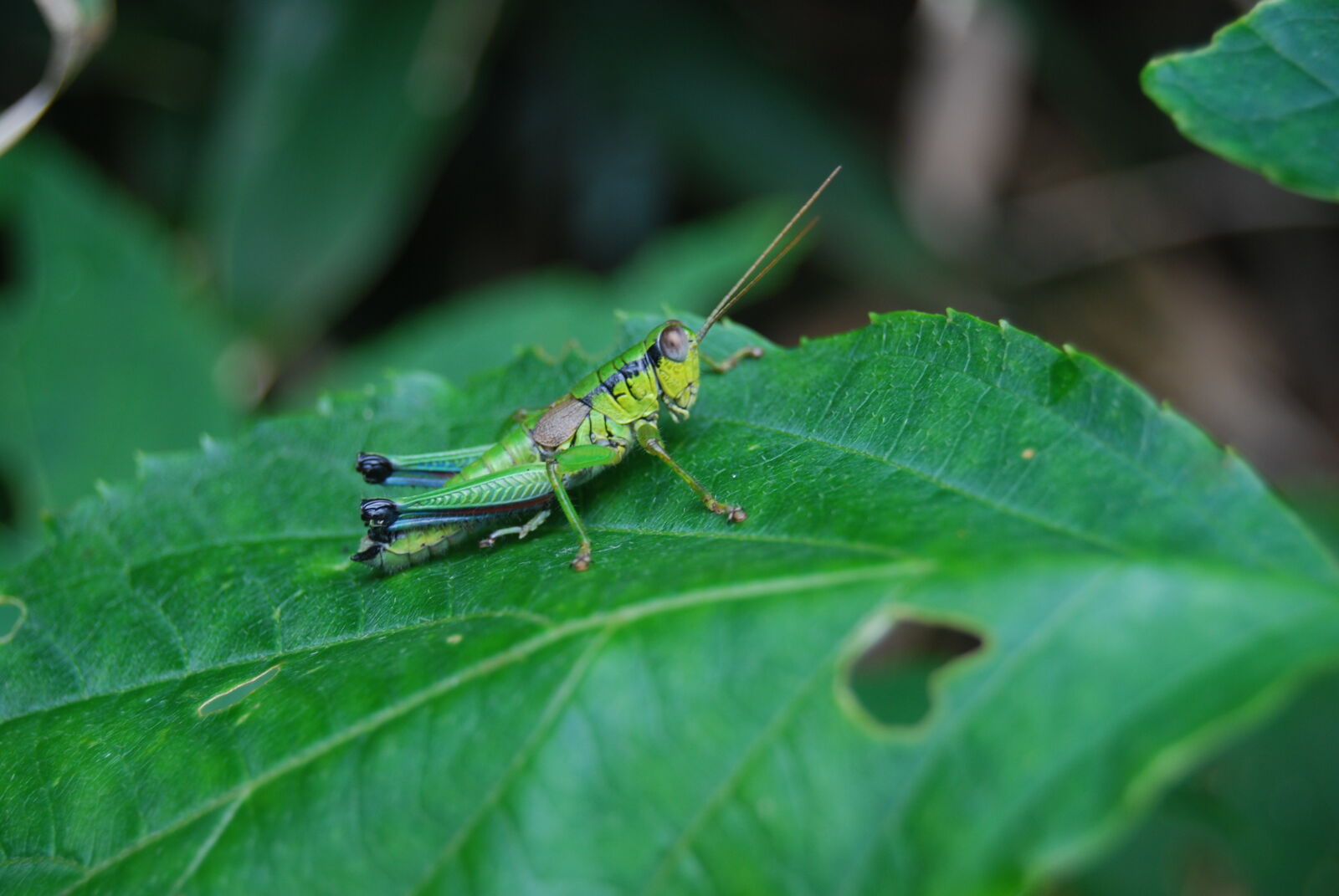 Nikon D40X + Nikon AF-S DX Nikkor 18-55mm F3.5-5.6G II sample photo. Insect, grasshopper photography