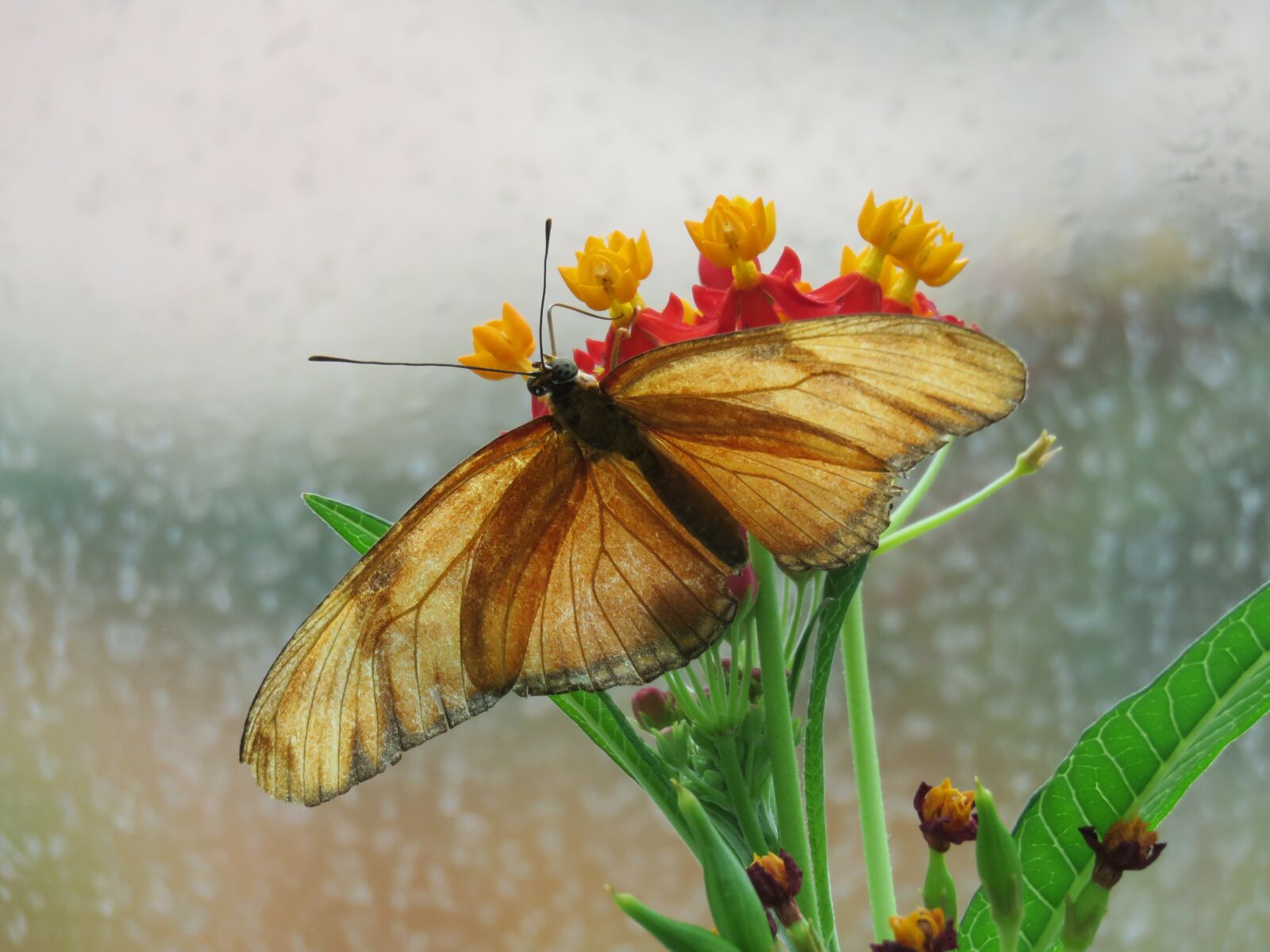 Canon PowerShot SX60 HS sample photo. Butterfly, close up, insect photography