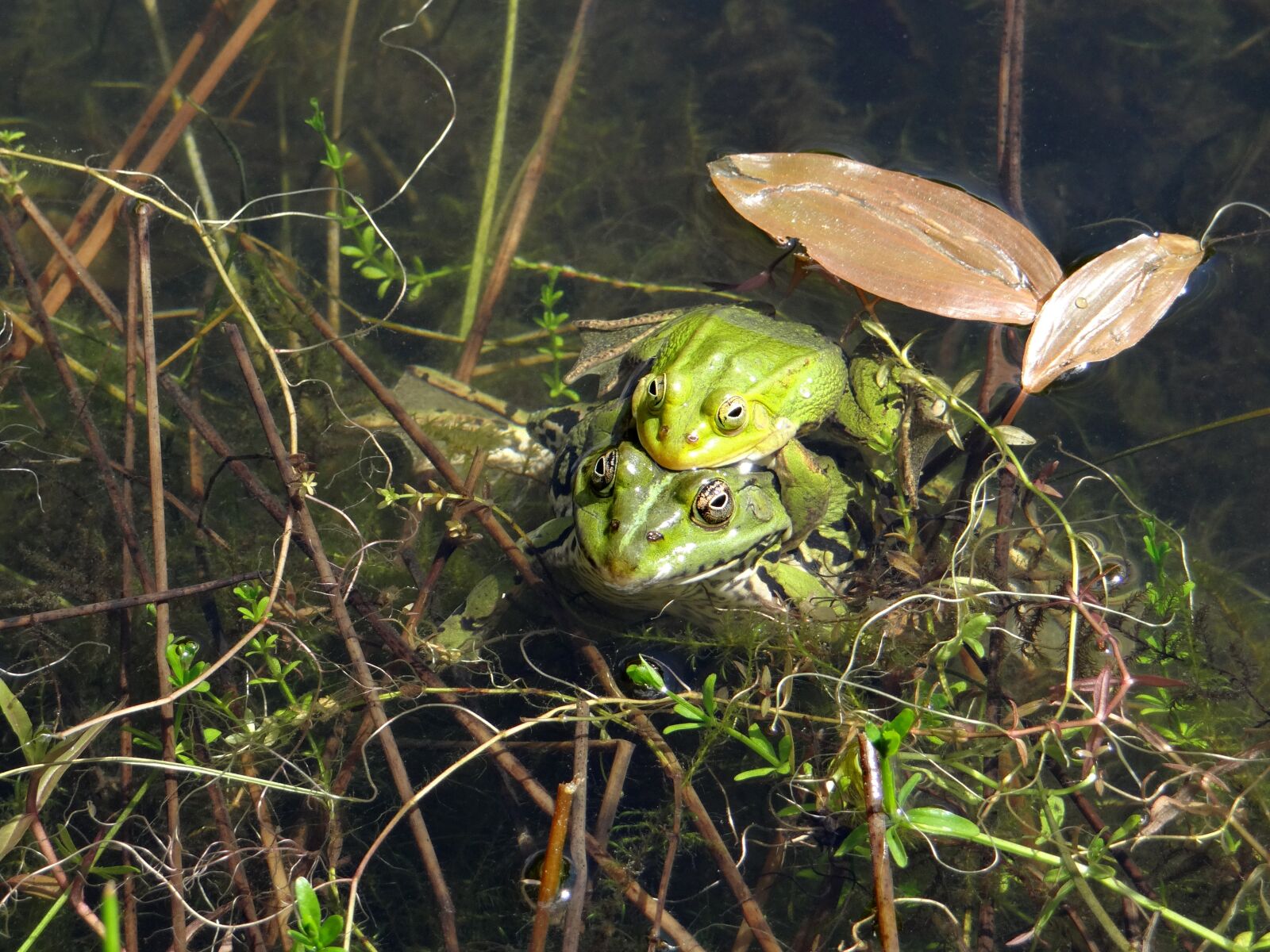 Sony DSC-HX200V sample photo. The frog, pond, green photography