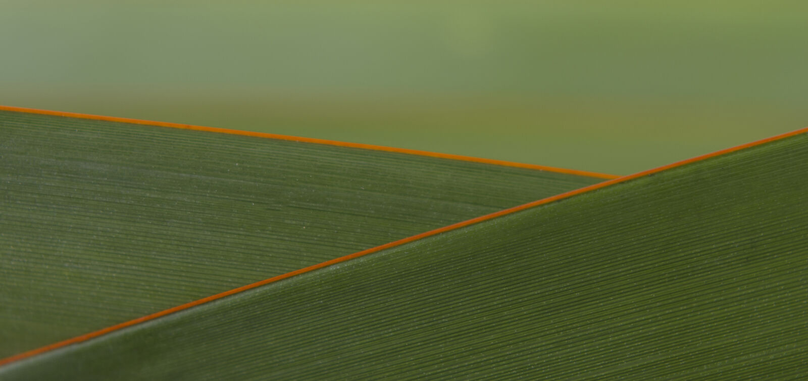 Nikon D7000 + Nikon AF-S Nikkor 50mm F1.8G sample photo. Abstract, abstrato, background, brazilian photography