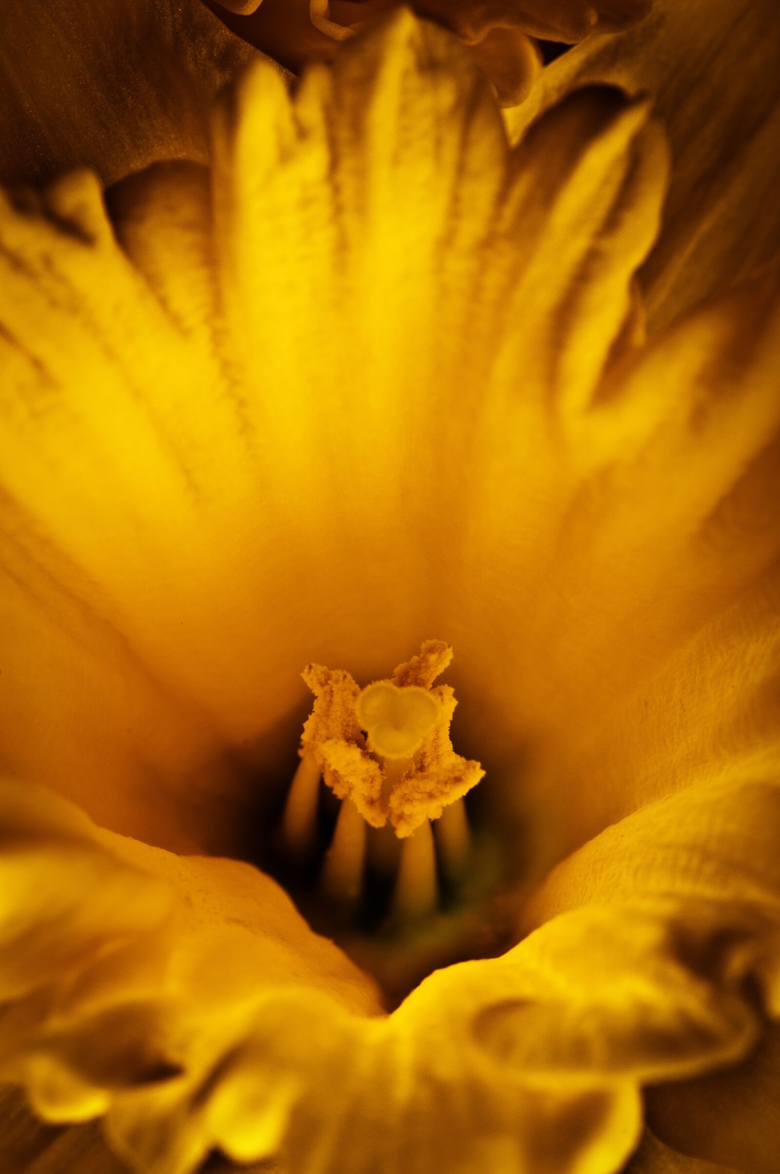 Nikon D300 sample photo. Flower, daffodil, yellow photography