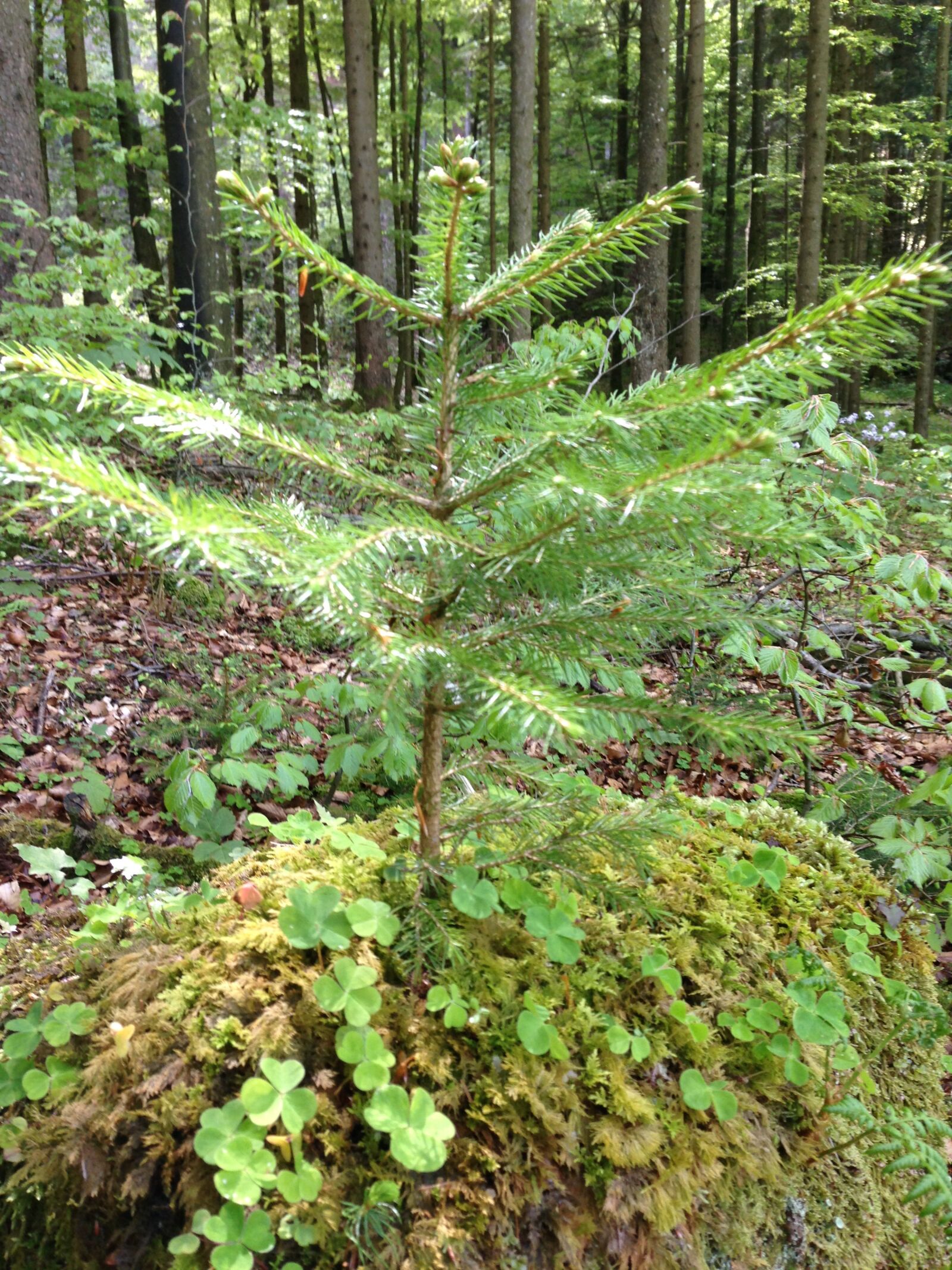 iPhone 5 back camera 4.12mm f/2.4 sample photo. Forest, nature, trees photography