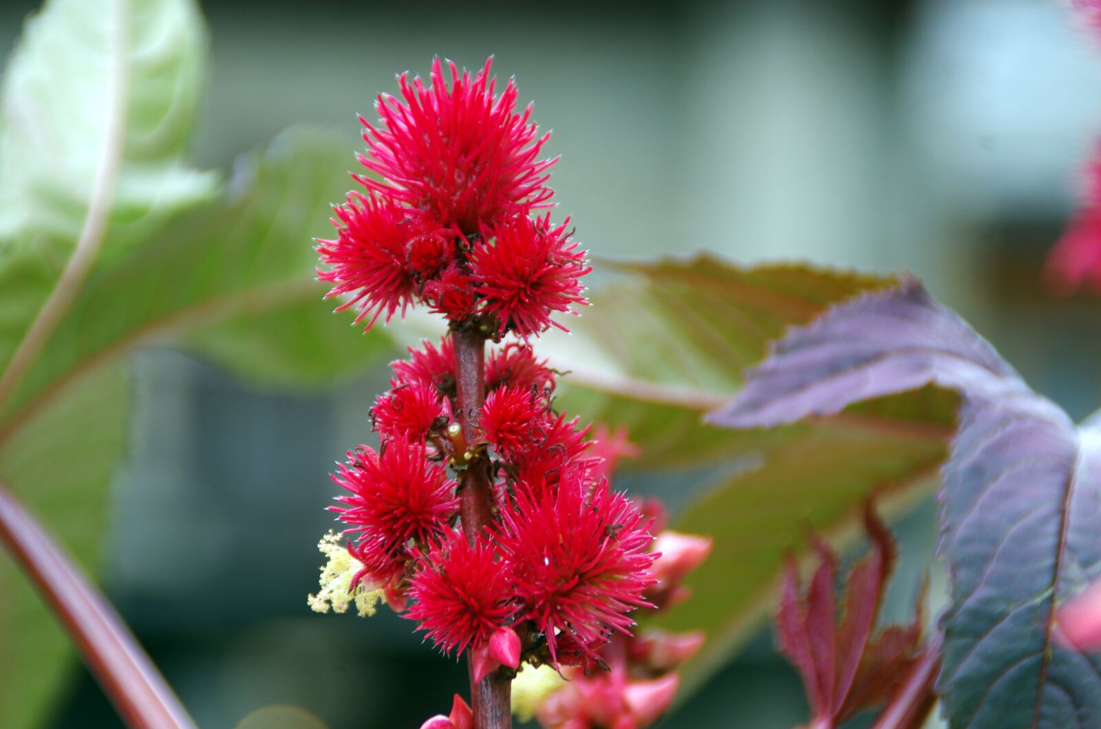 Pentax K-5 sample photo. Castor, ricinus communis, male photography
