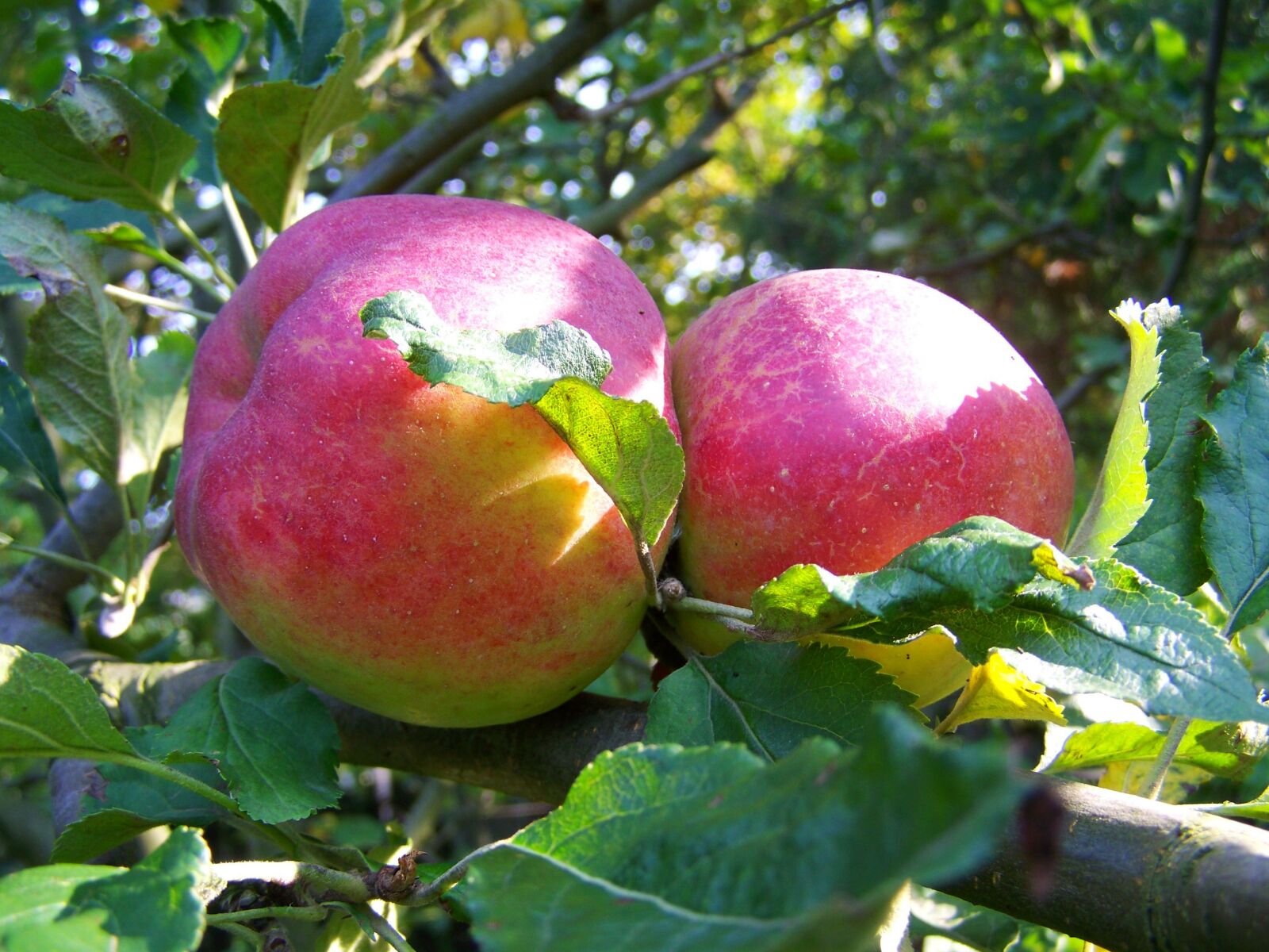 Kodak EASYSHARE ZD710 ZOOM DIGITAL CAMERA sample photo. Red apple, ripe fruit photography