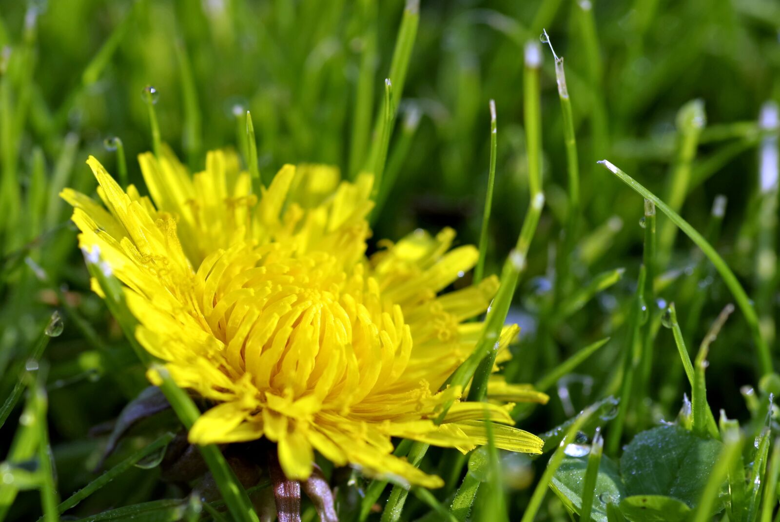 Pentax K-S2 sample photo. Flower, rosa, yellow photography