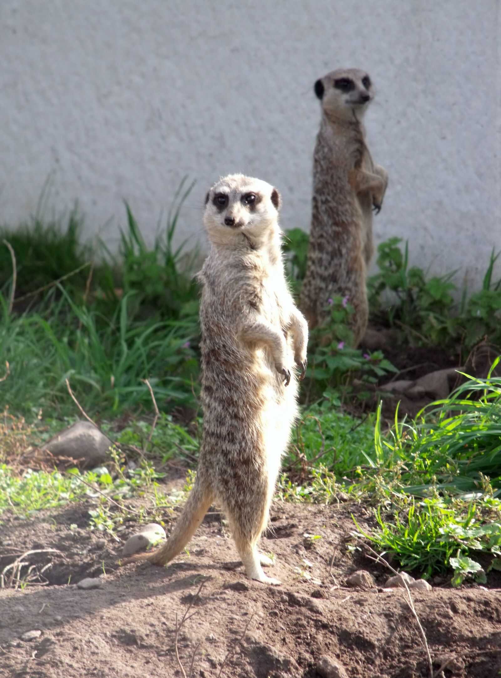 Fujifilm FinePix S1500 sample photo. Meerkat, animal, look out photography