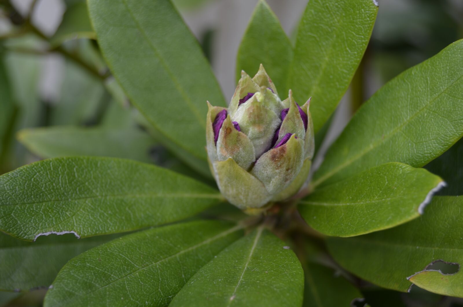 Nikon D5100 sample photo. Rhododendron, floral, bloom photography