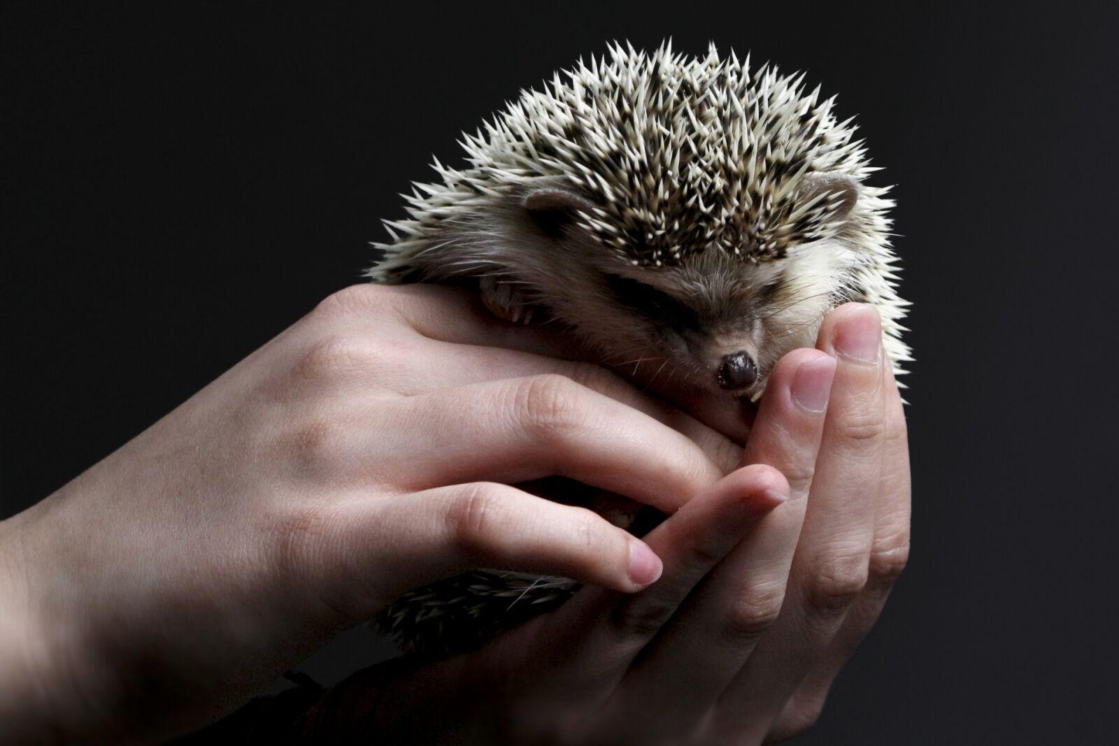 Canon EOS 700D (EOS Rebel T5i / EOS Kiss X7i) sample photo. Hedgehog, animal, cute photography