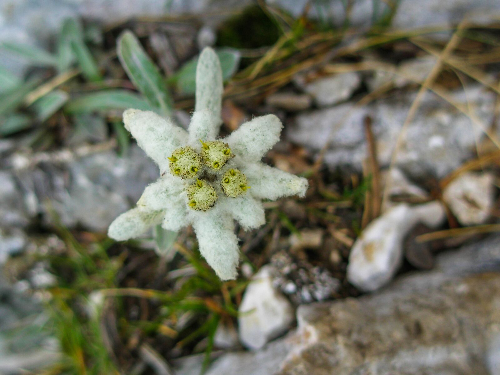 Panasonic Lumix DMC-FZ200 sample photo. Edelweiss, alpine, mountains photography