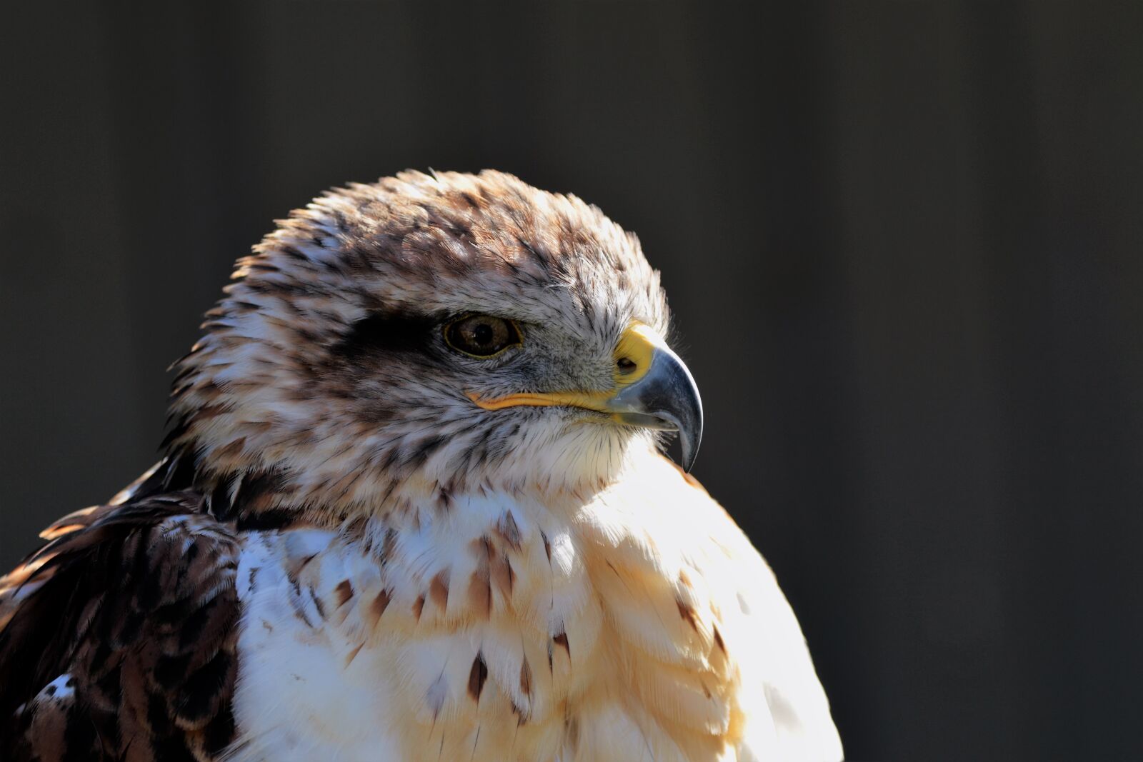 Canon EF 70-300mm F4-5.6L IS USM sample photo. Ferruginous hawk, hawk, ferruginous photography