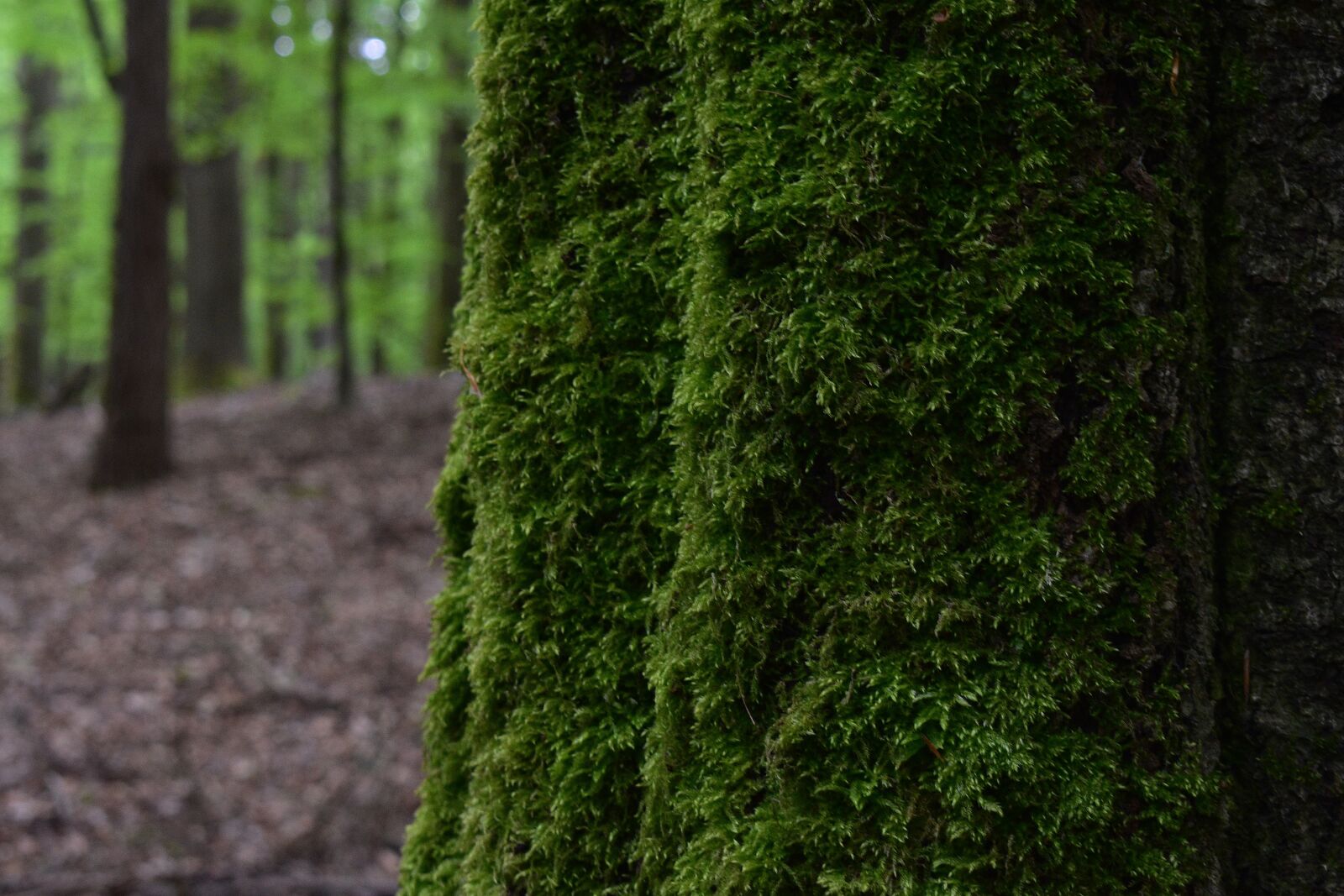 Nikon D3400 sample photo. Moss, nature, forest photography