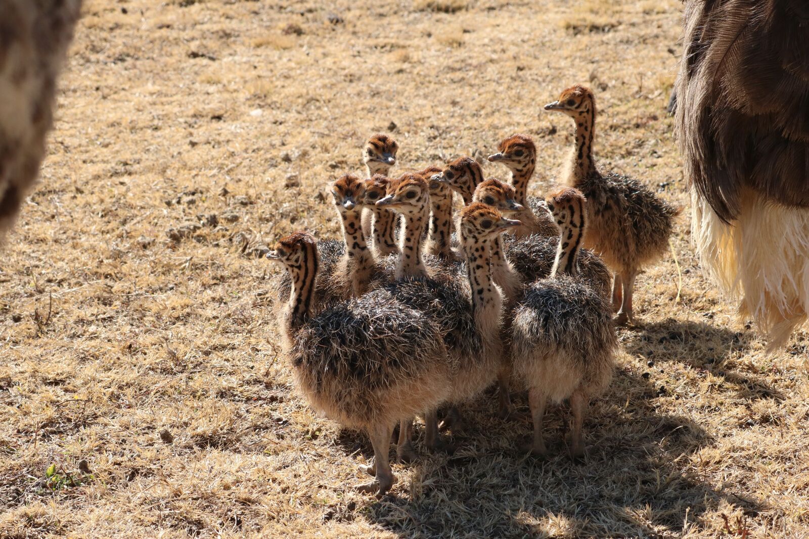 Canon EOS 760D (EOS Rebel T6s / EOS 8000D) sample photo. Strauss, bouquet, bird photography