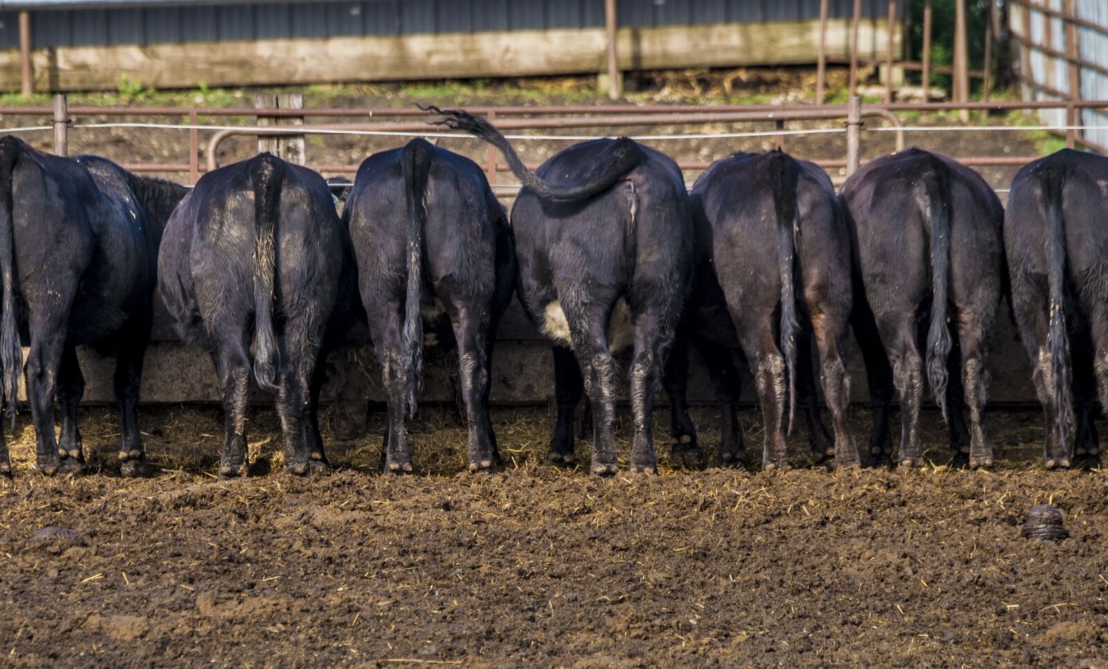 Nikon D4 sample photo. Cattle, feedlot, agriculture photography