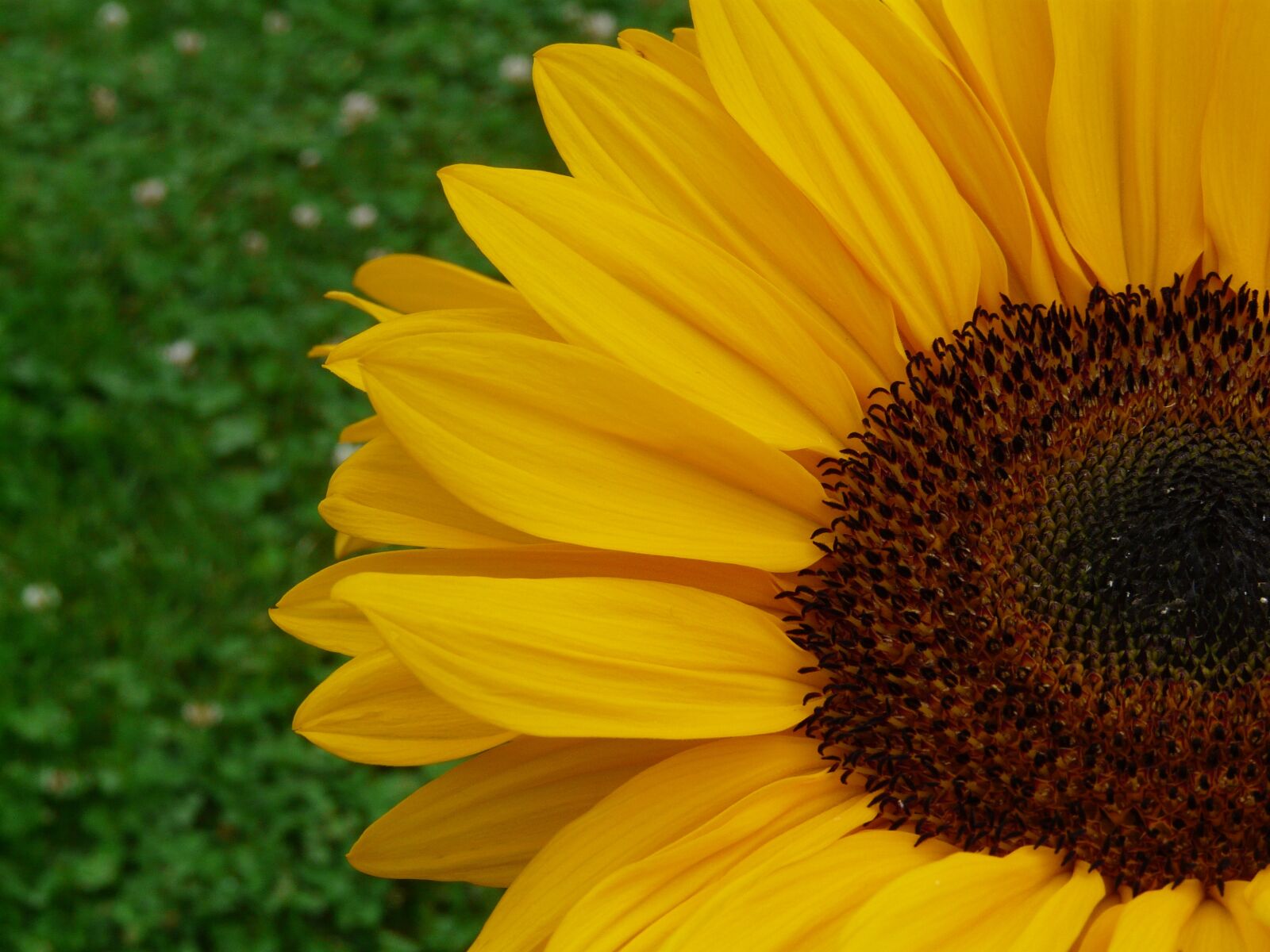 Panasonic DMC-FZ18 sample photo. Sunflower, yellow, flower photography