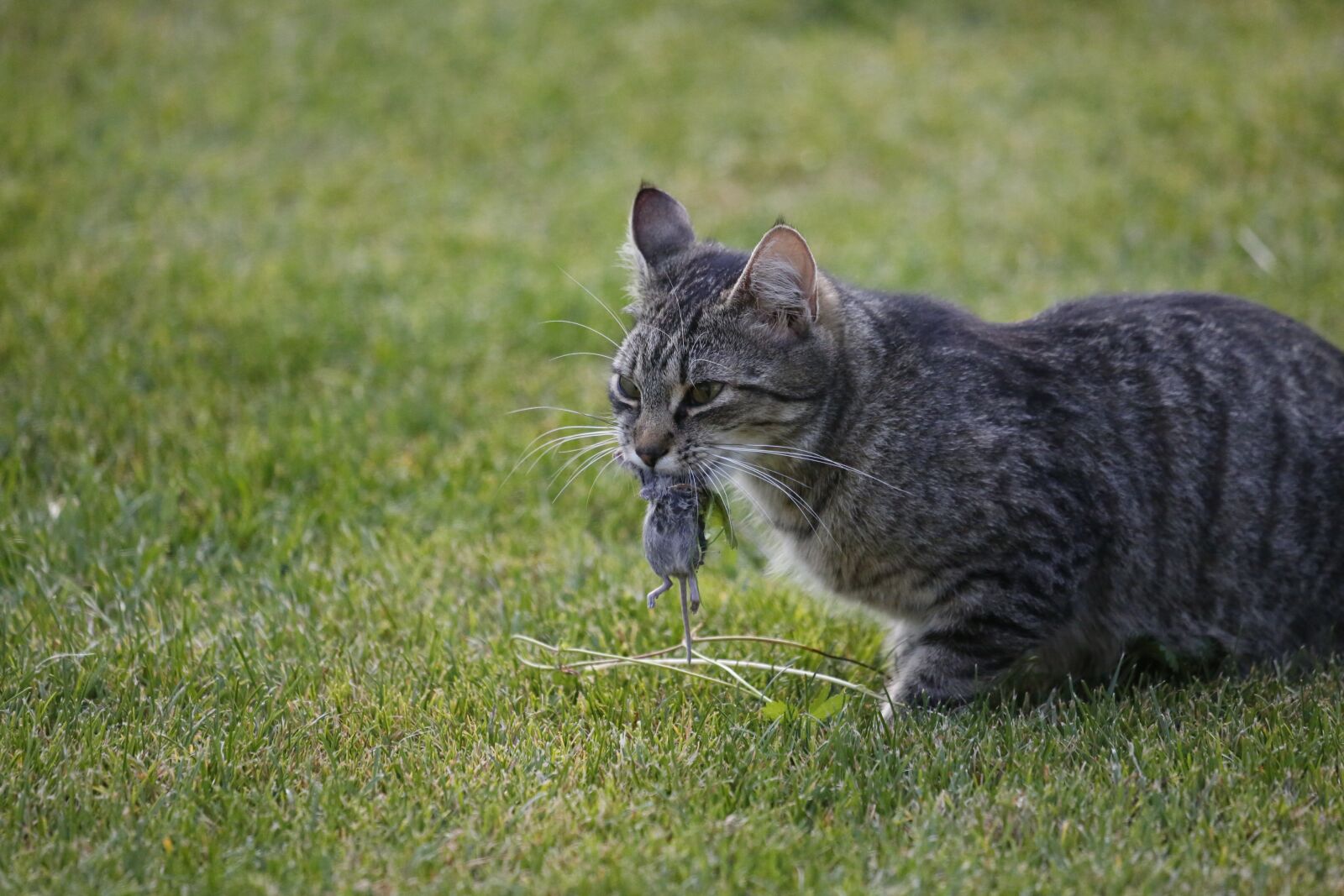Canon EF 100-400mm F4.5-5.6L IS USM sample photo. Mouse, fang, meadow photography
