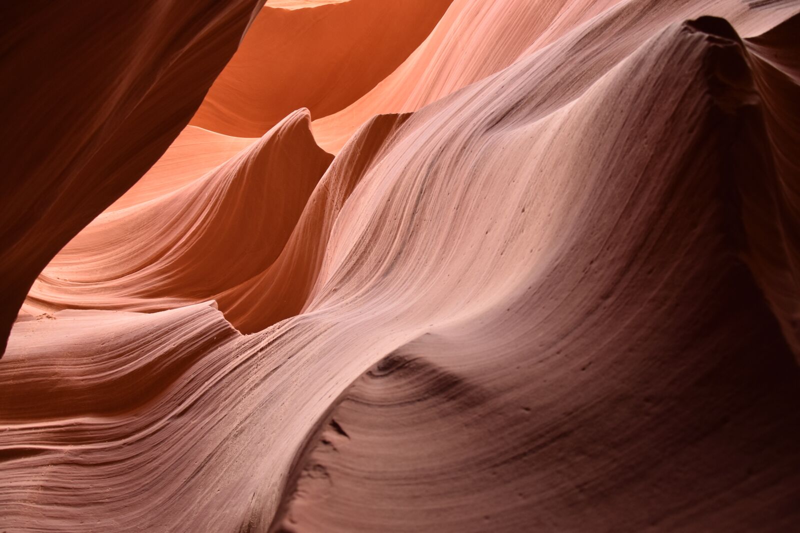 Nikon D5500 sample photo. North america, usa, antelope photography