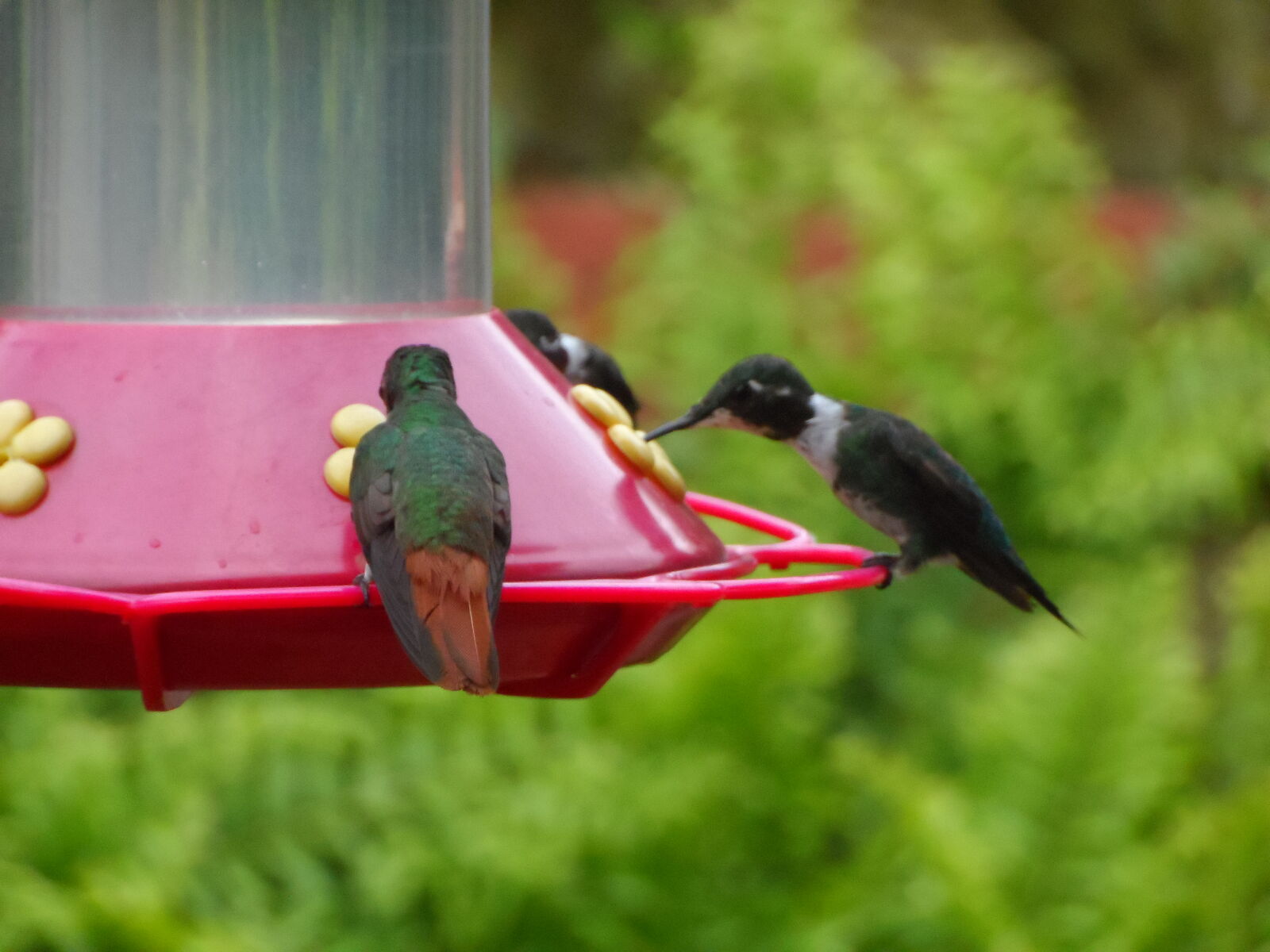 Samsung WB150 / WB150F / WB152 / WB152F / WB151 / WB151F / WB140 sample photo. Bird, colibri, colibries, colombia photography