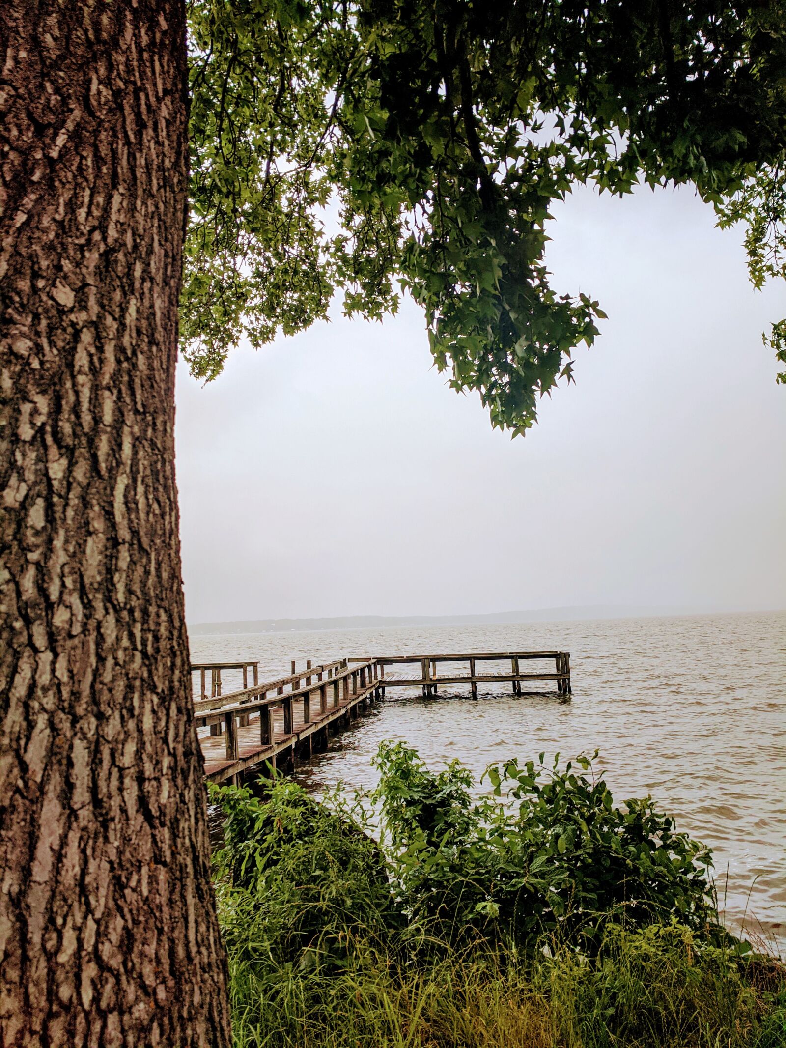 Google Pixel sample photo. Foggy, dock, tree photography