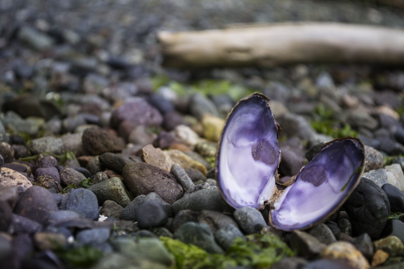 Nikon D3100 sample photo. Mussel, ocean, pacific photography
