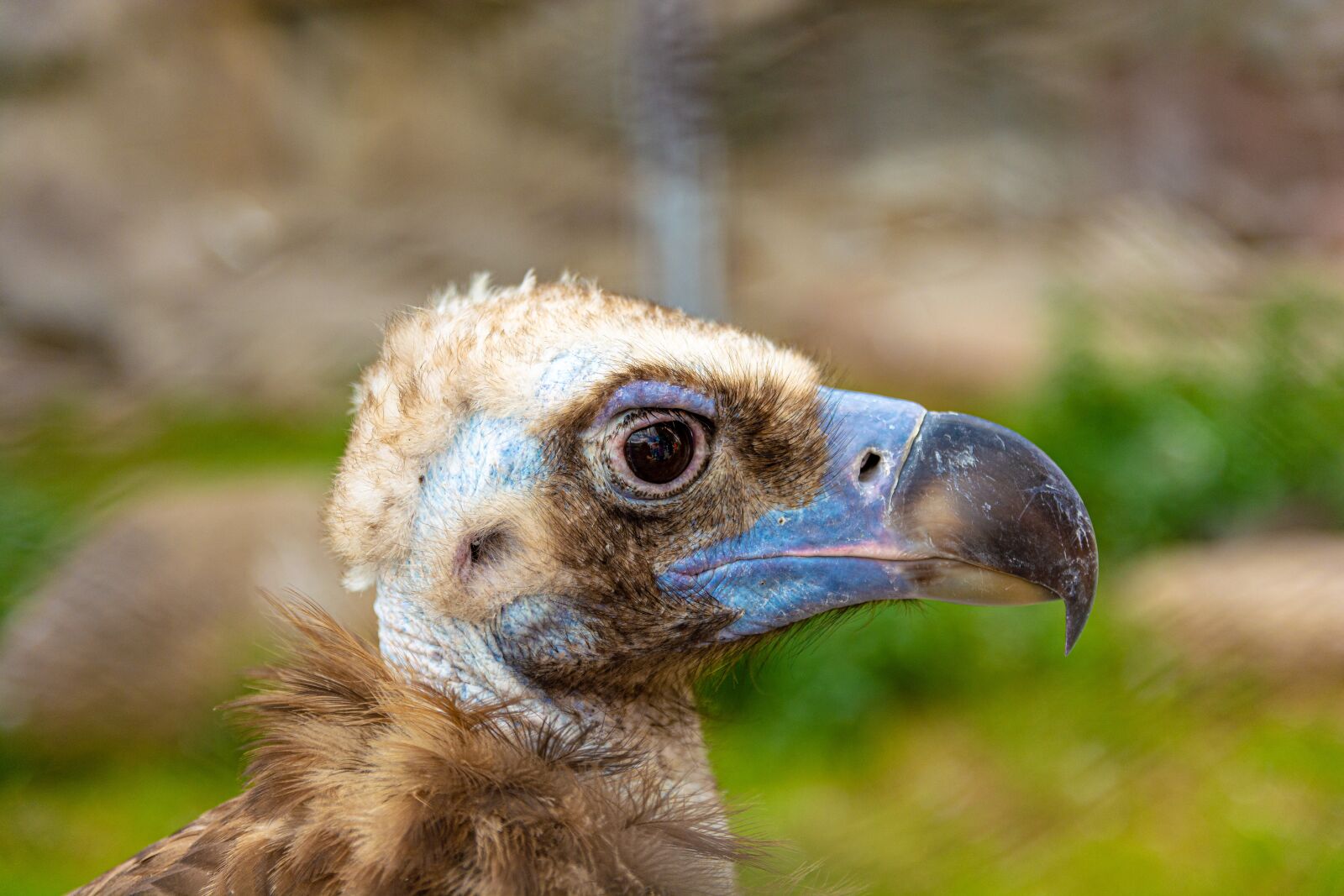 Nikon D7100 sample photo. Animal, eagle, bird photography