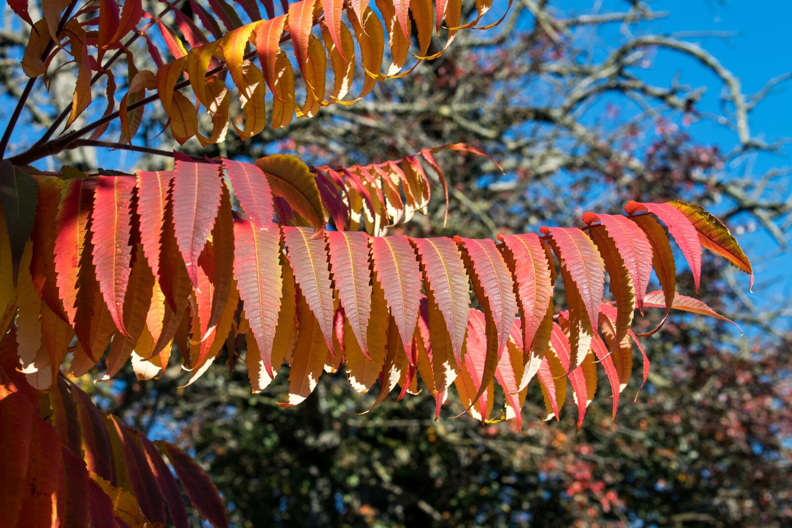Canon EF-S 55-250mm F4-5.6 IS STM sample photo. Rhus, fall foliage, leaves photography