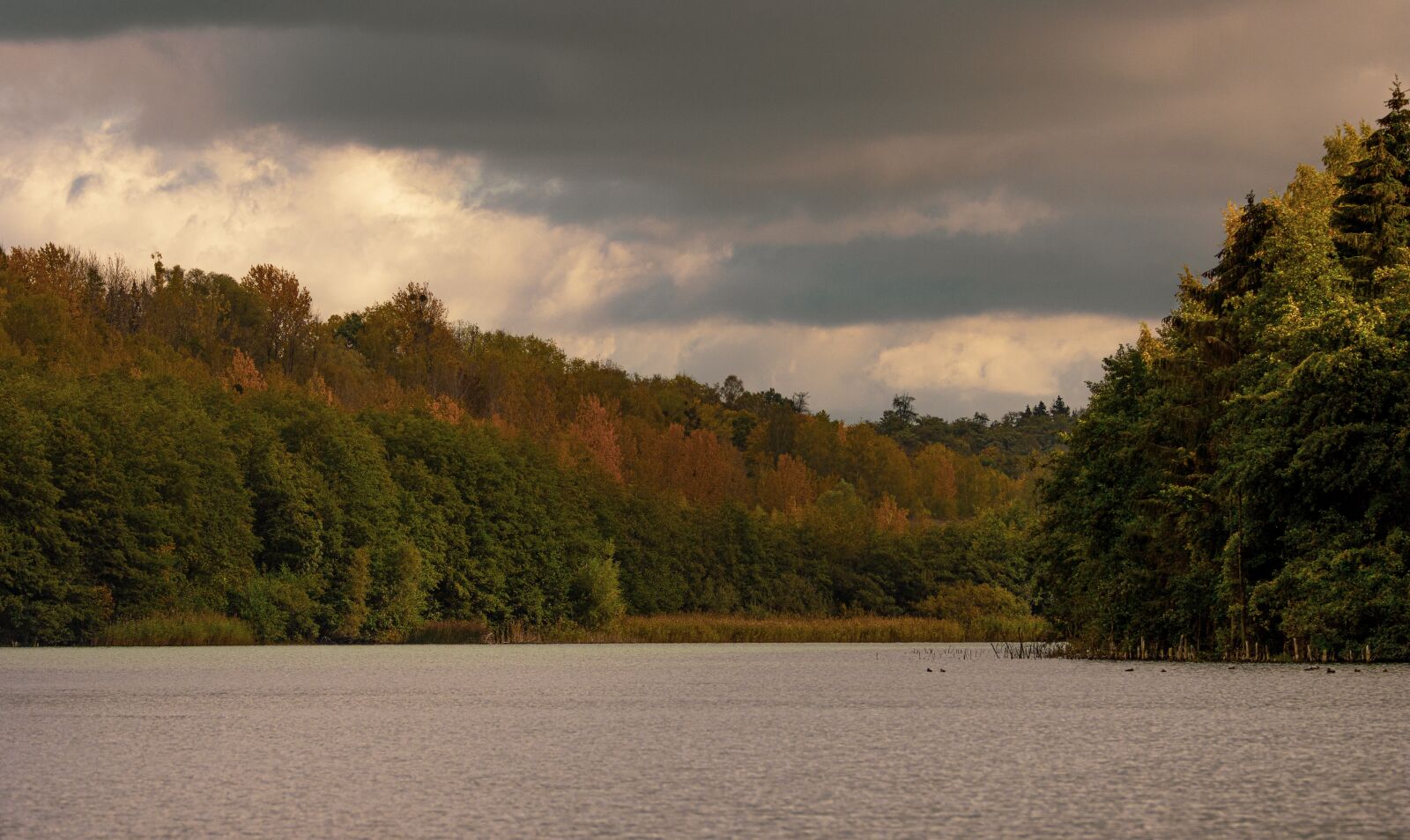 Canon EOS 90D sample photo. Trees, lake, forests photography
