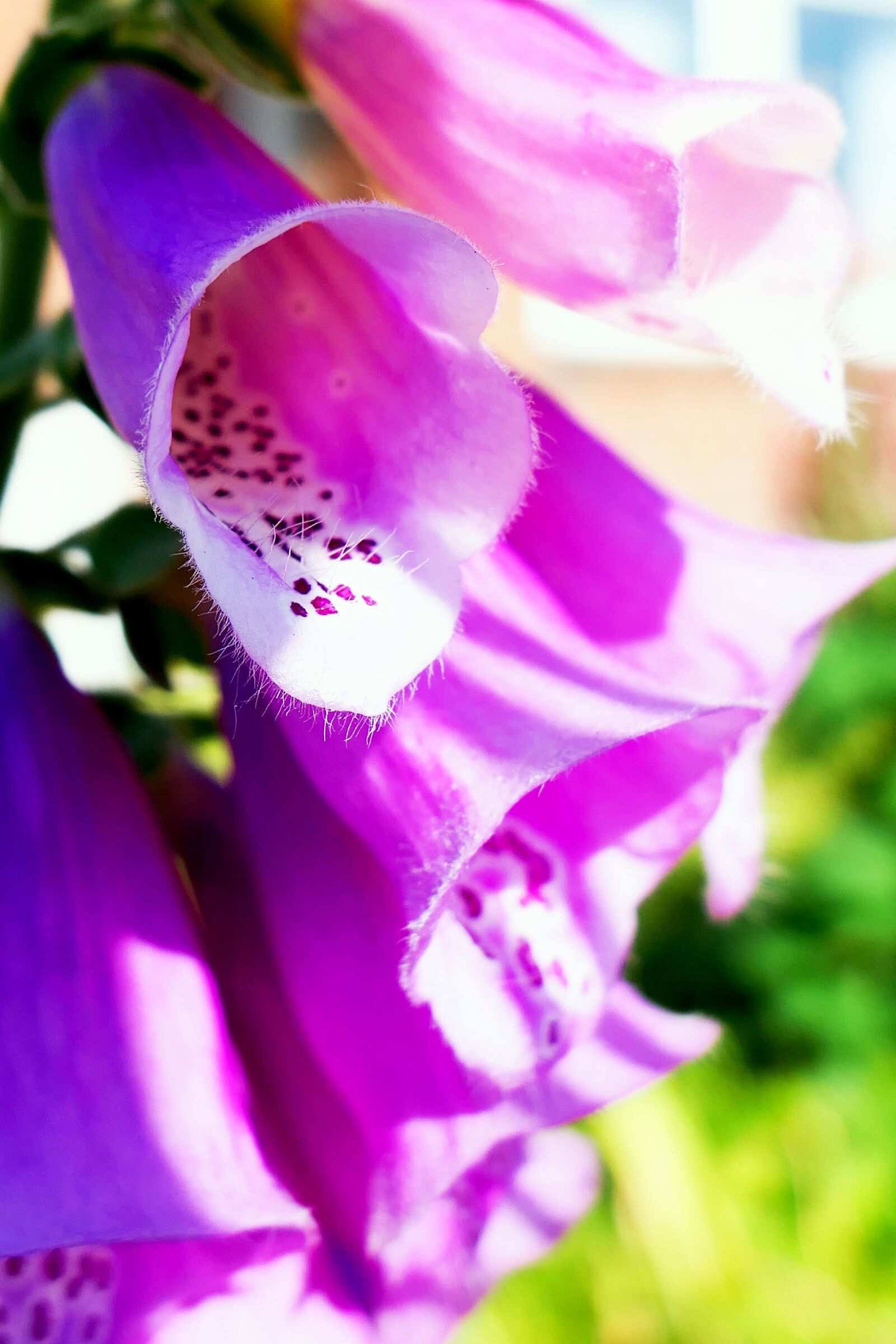 Panasonic Lumix DMC-LX10 (Lumix DMC-LX15) sample photo. Bellflower, purple, nature photography