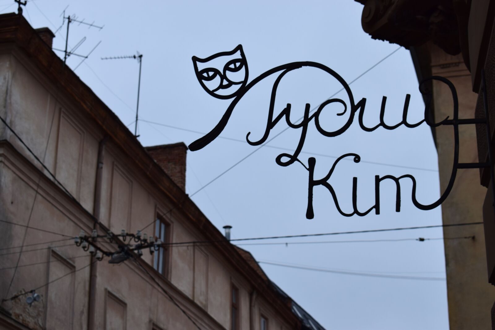 Nikon D3300 sample photo. Lviv, ukraine, cat photography