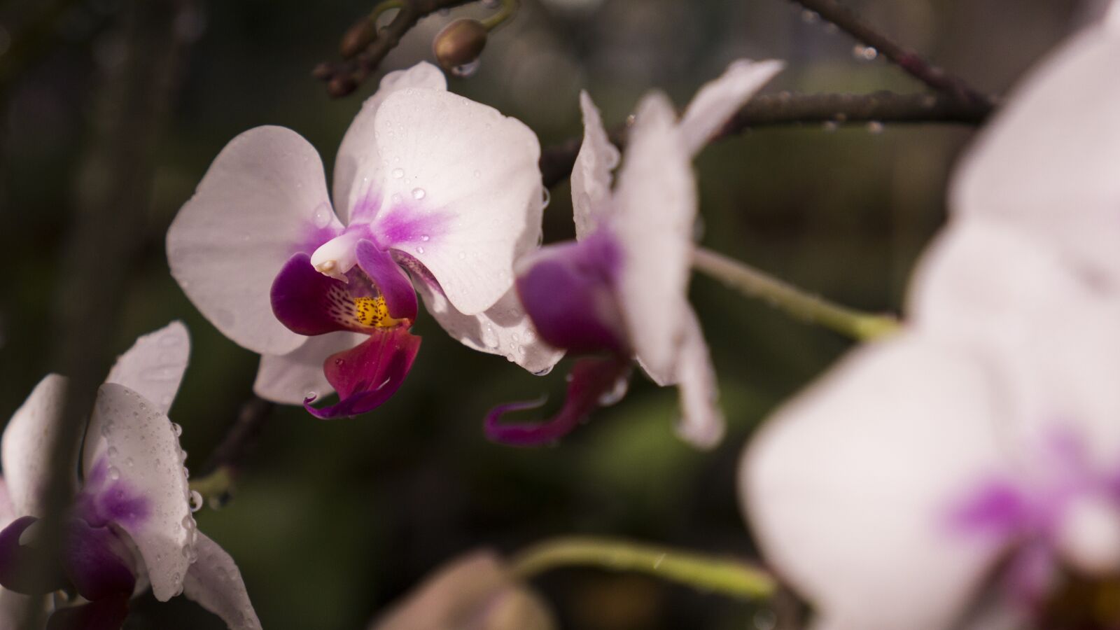Sony a6000 + Sony E 35mm F1.8 OSS sample photo. Orchid, water, wet photography