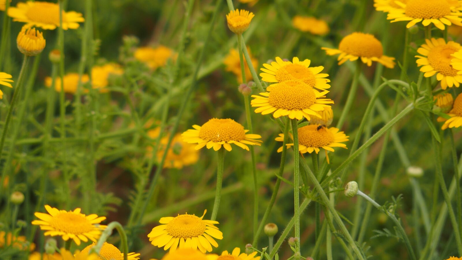 Olympus STYLUS1 sample photo. Yellow, green, nature photography