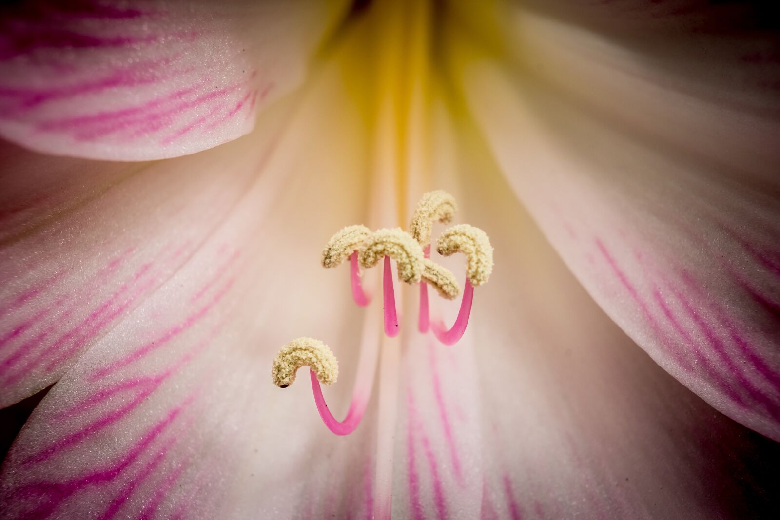 Nikon D3400 sample photo. Flower, nature, flora photography