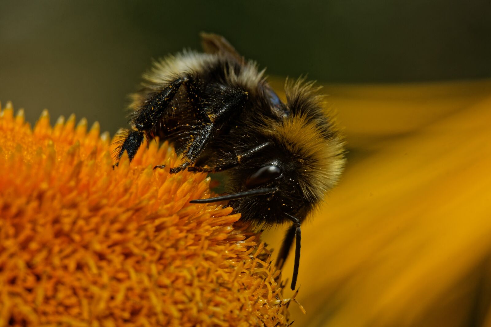 Canon EOS 500D (EOS Rebel T1i / EOS Kiss X3) sample photo. Macro, flower, insect photography