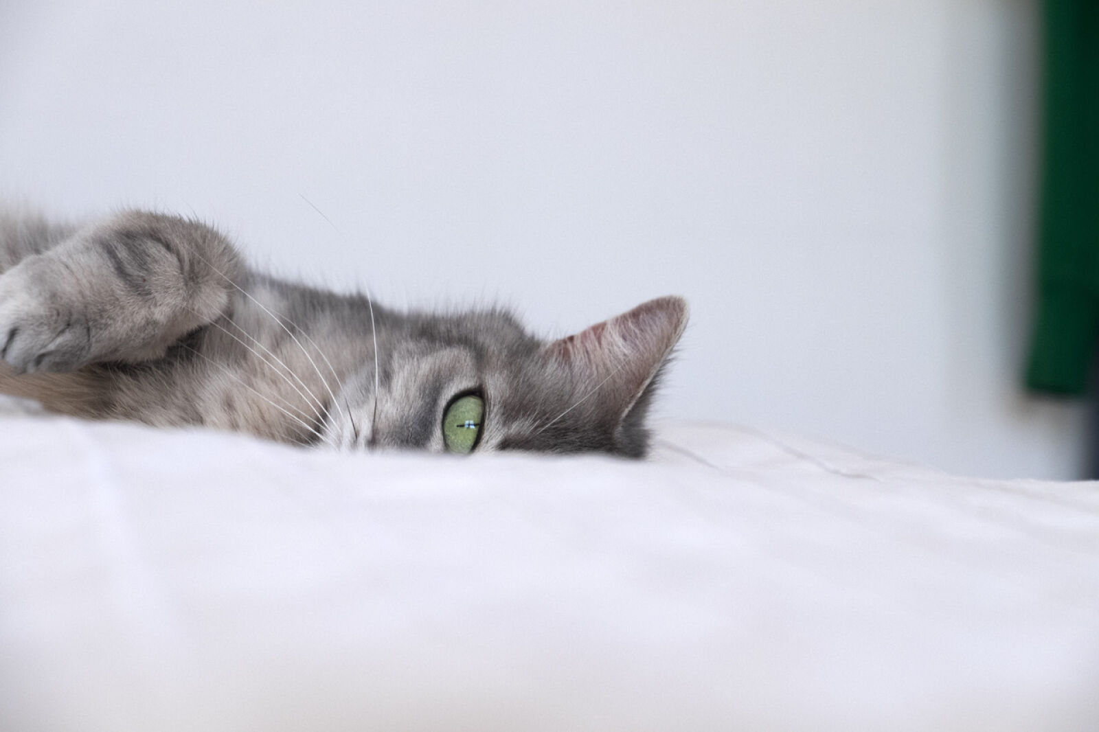 Fujifilm XF 18-135mm F3.5-5.6 R LM OIS WR sample photo. Animal, cat, green, eye photography