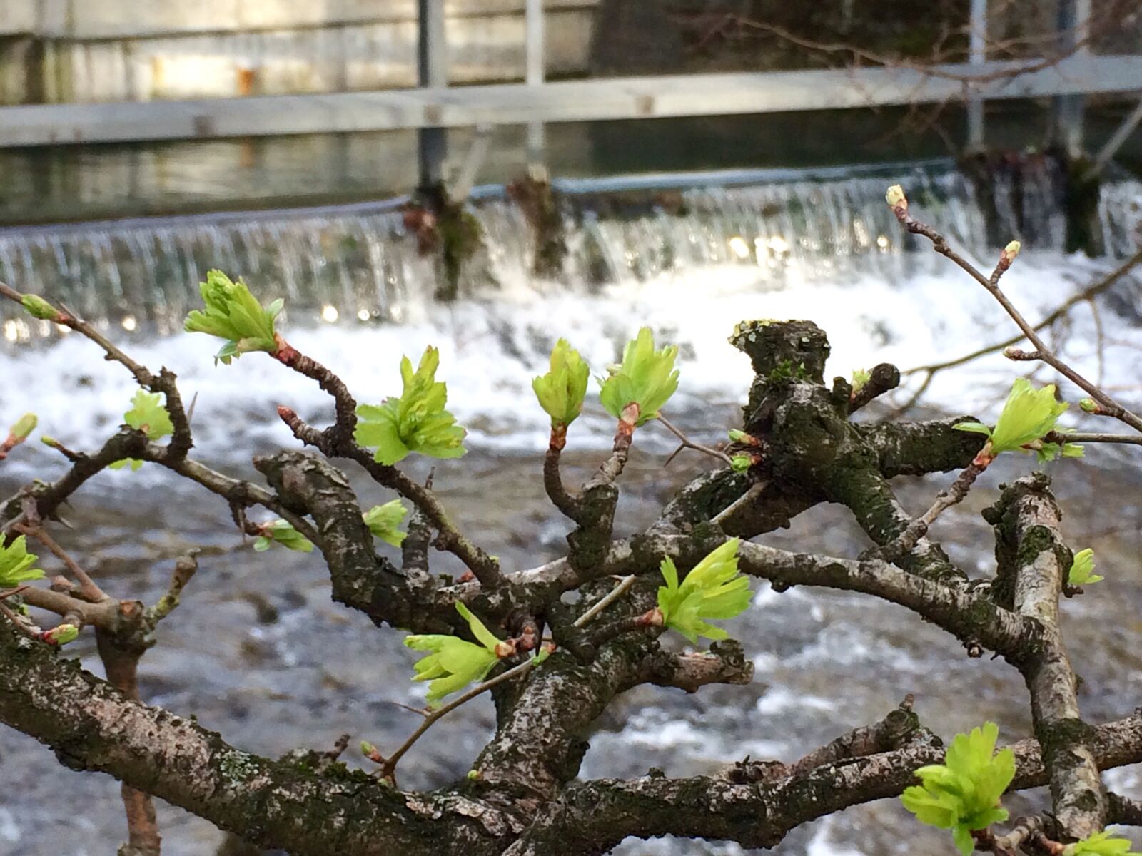 iPhone 5s back camera 4.15mm f/2.2 sample photo. Leaf, nature, water photography