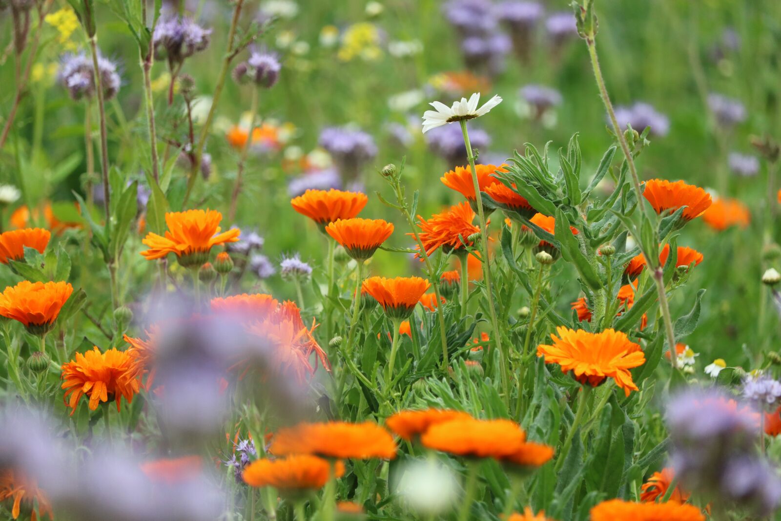 Canon EOS 750D (EOS Rebel T6i / EOS Kiss X8i) + Canon EF-S 55-250mm F4-5.6 IS STM sample photo. Wild flower, biodiversity, meadow photography