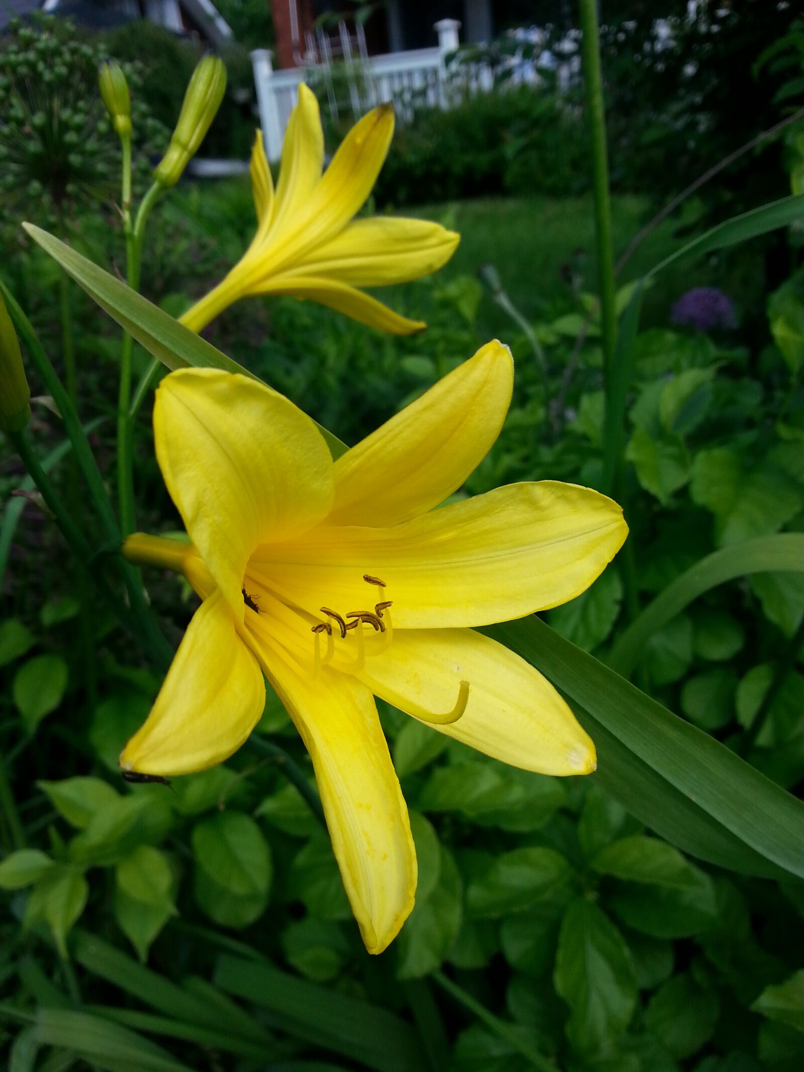 Samsung Galaxy S3 sample photo. Day lily, yellow lily photography