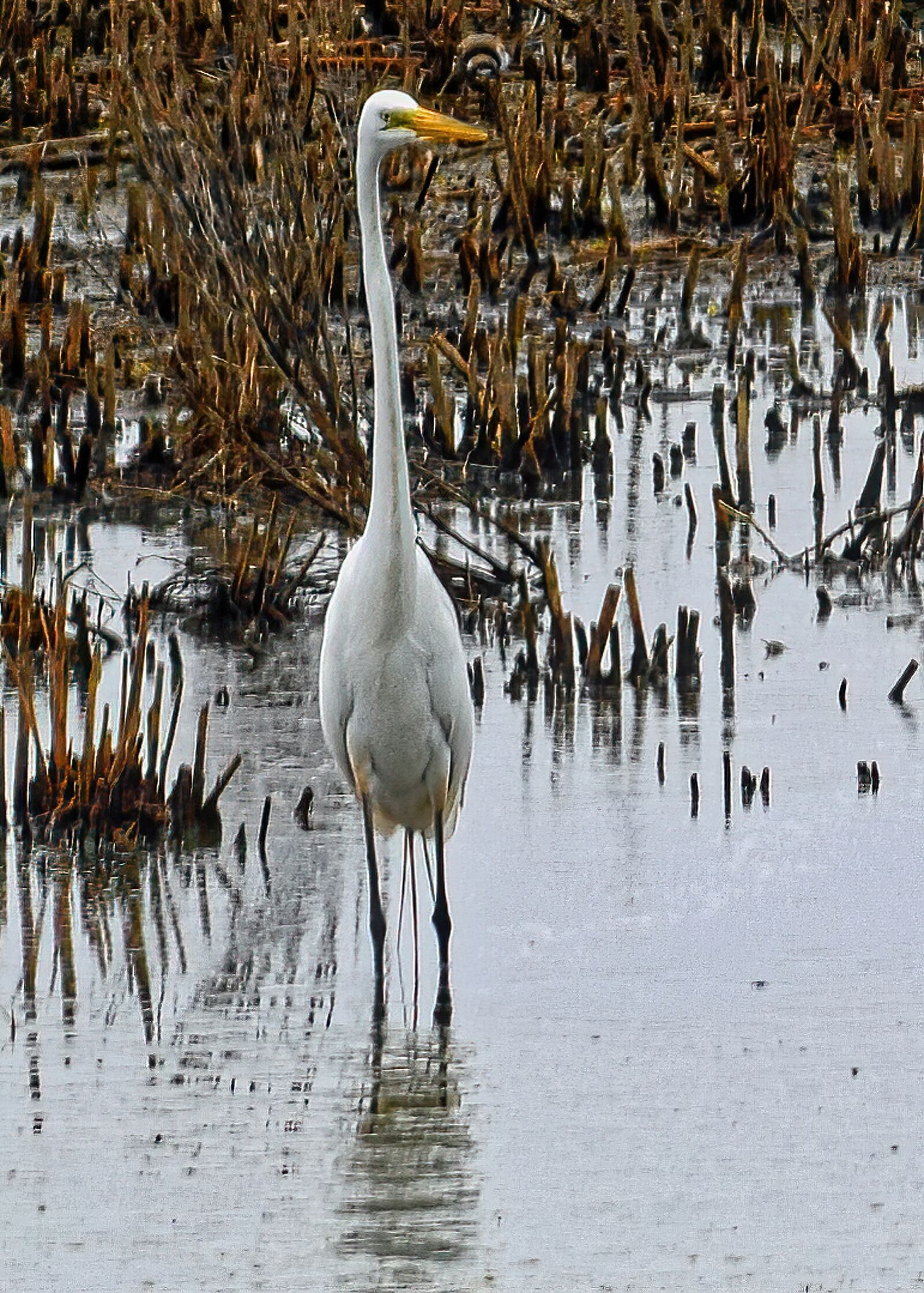 Nikon D3300 sample photo. Egret, marsh, bird photography
