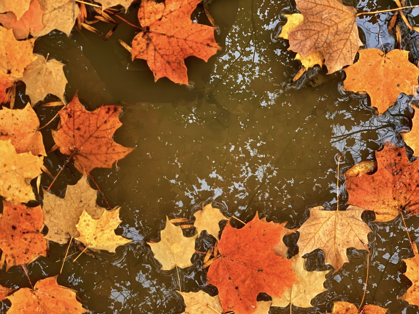 iPhone XS back dual camera 6mm f/2.4 sample photo. Leaf, reflection, autumn photography